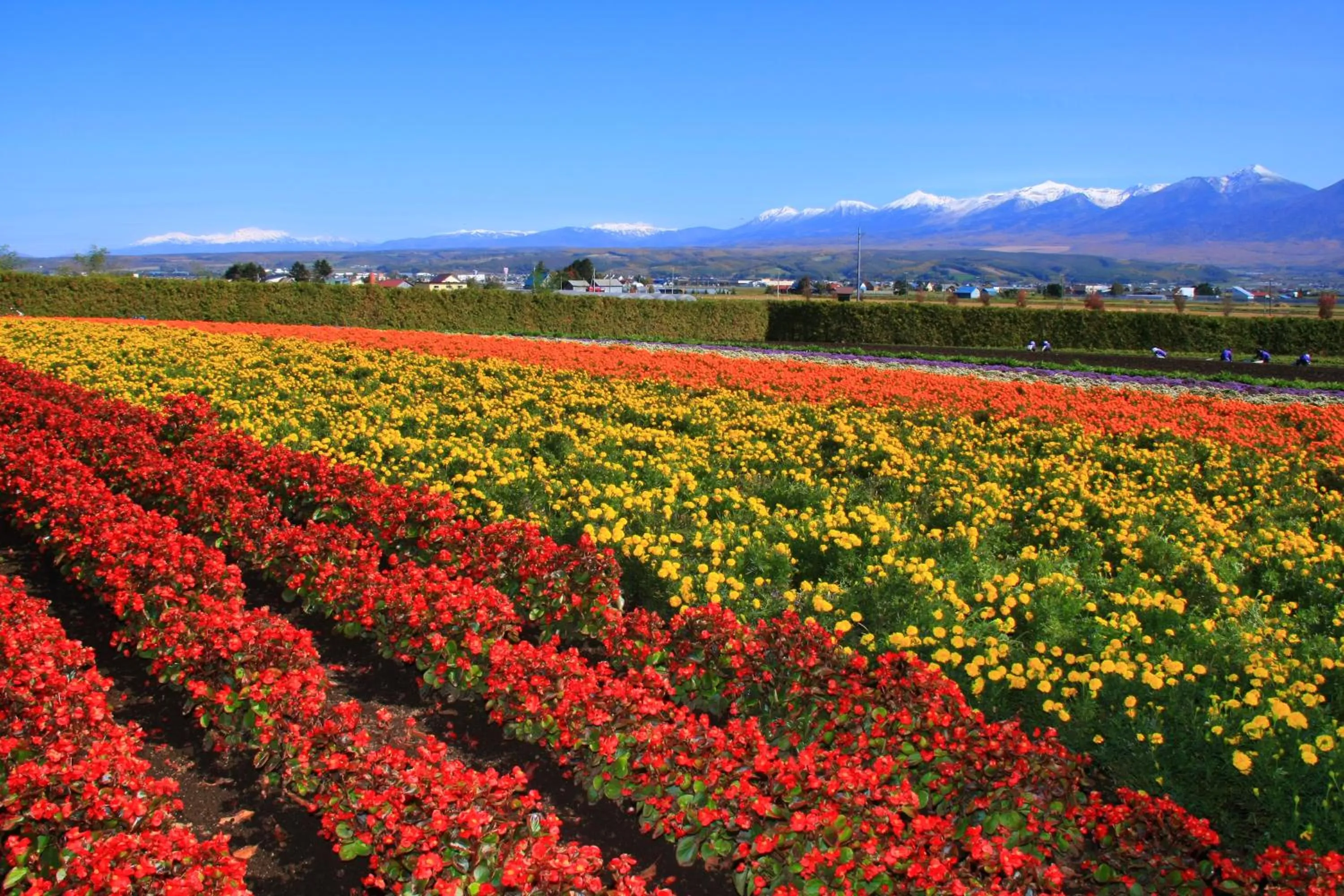 Summer in Brick House Furano