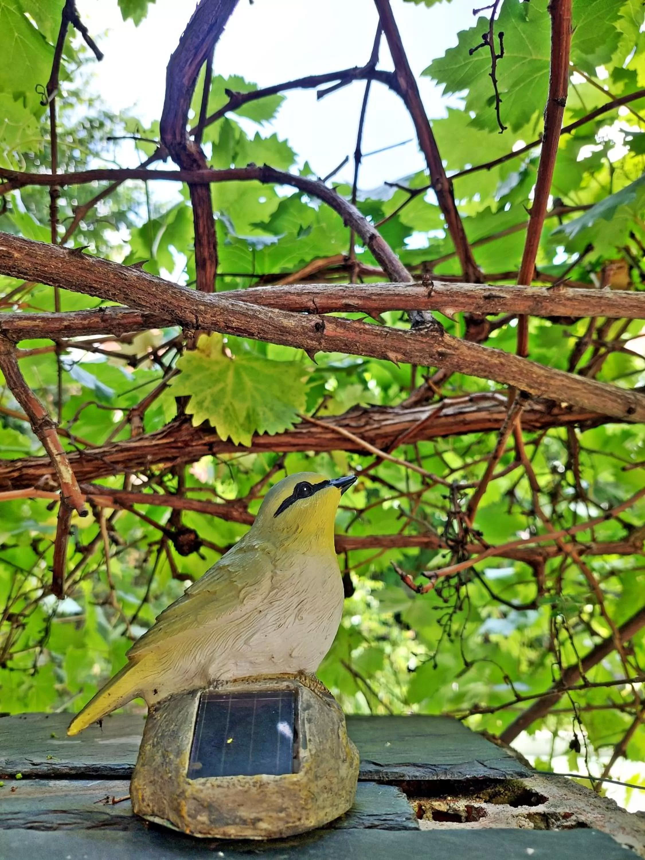 Garden in N1 Casa de Madrid - greenpeace line
