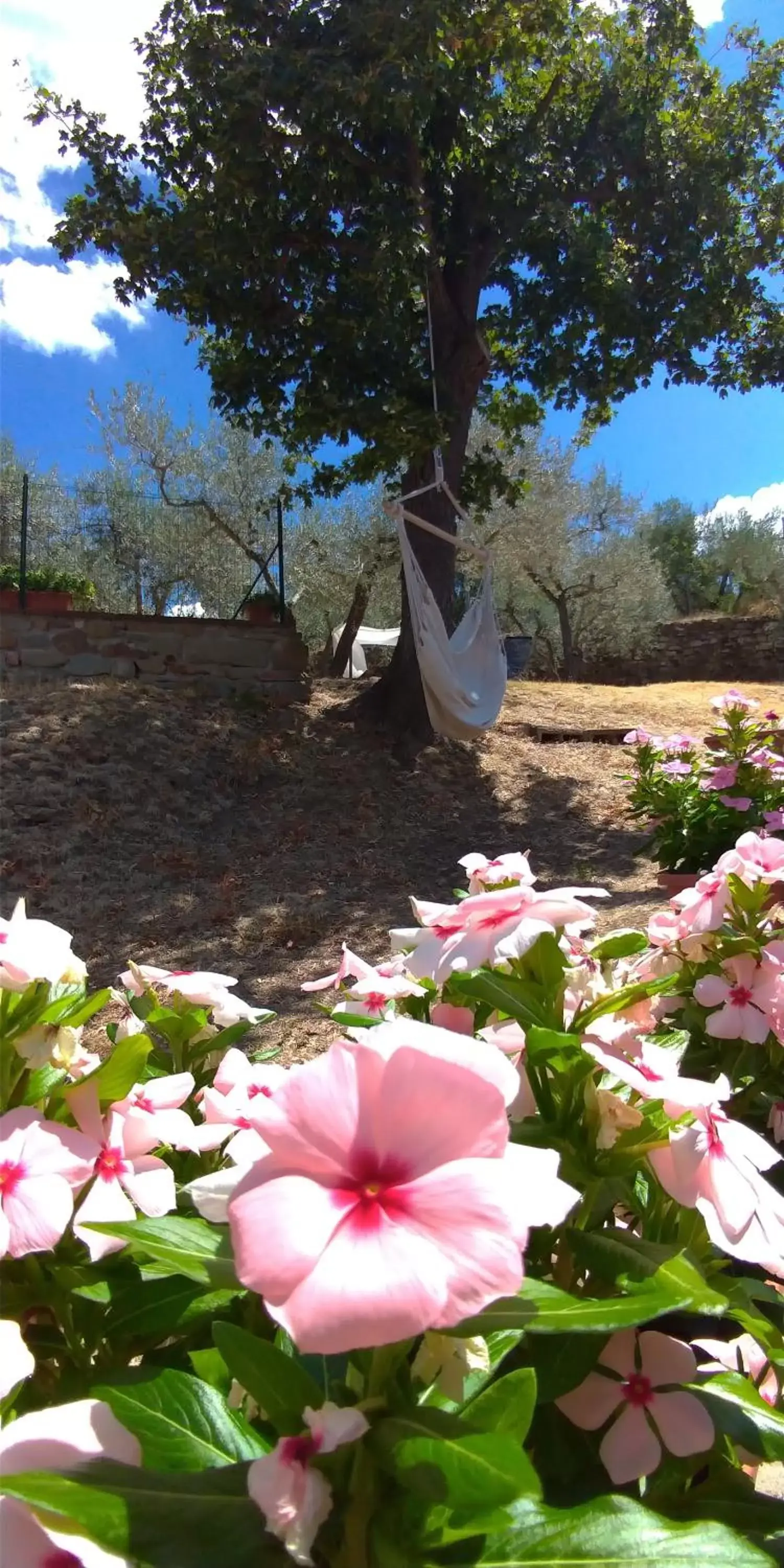 Garden in La Casa tra Gli Ulivi Cottage House