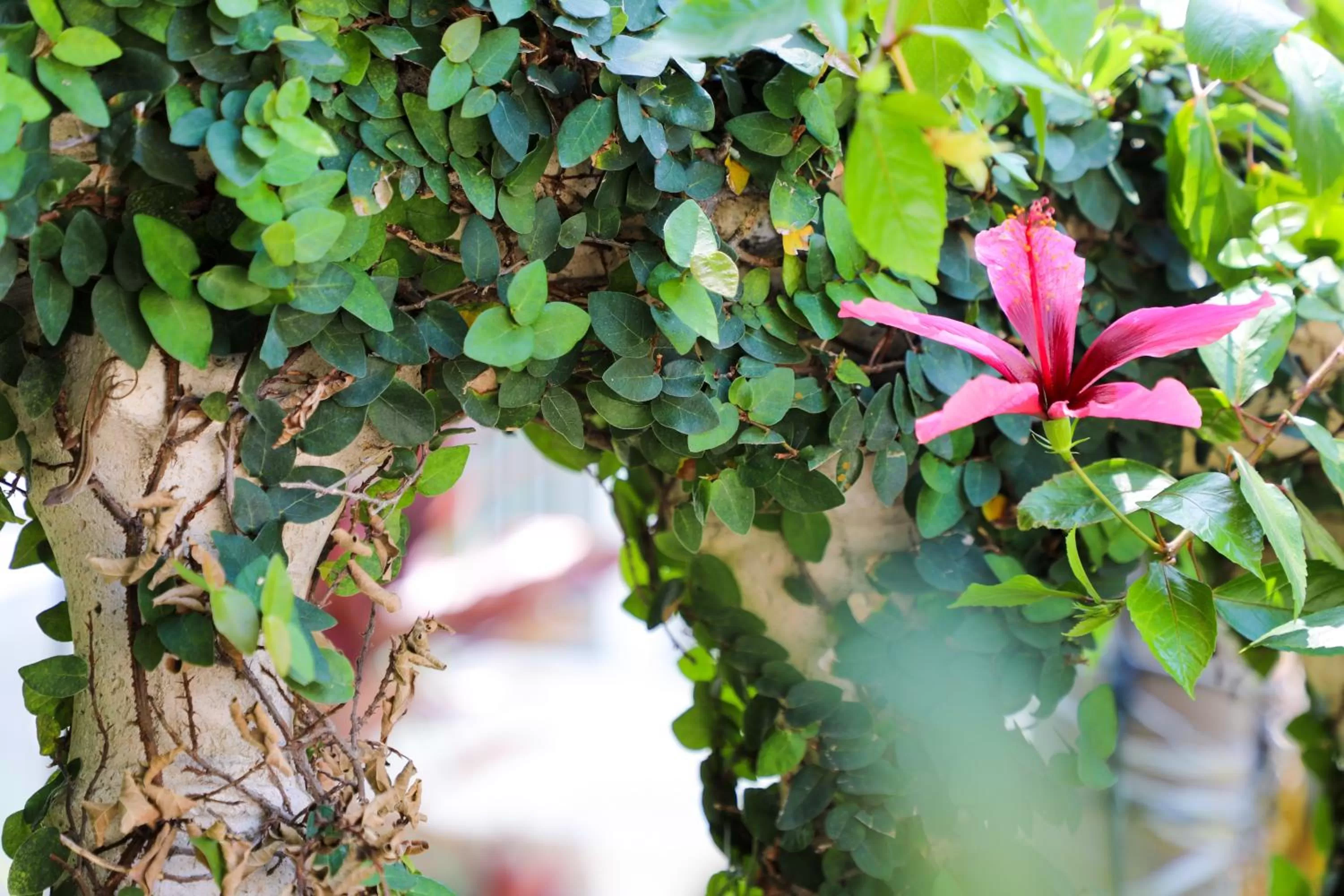 Garden in Almond Tree Inn - Adults Only