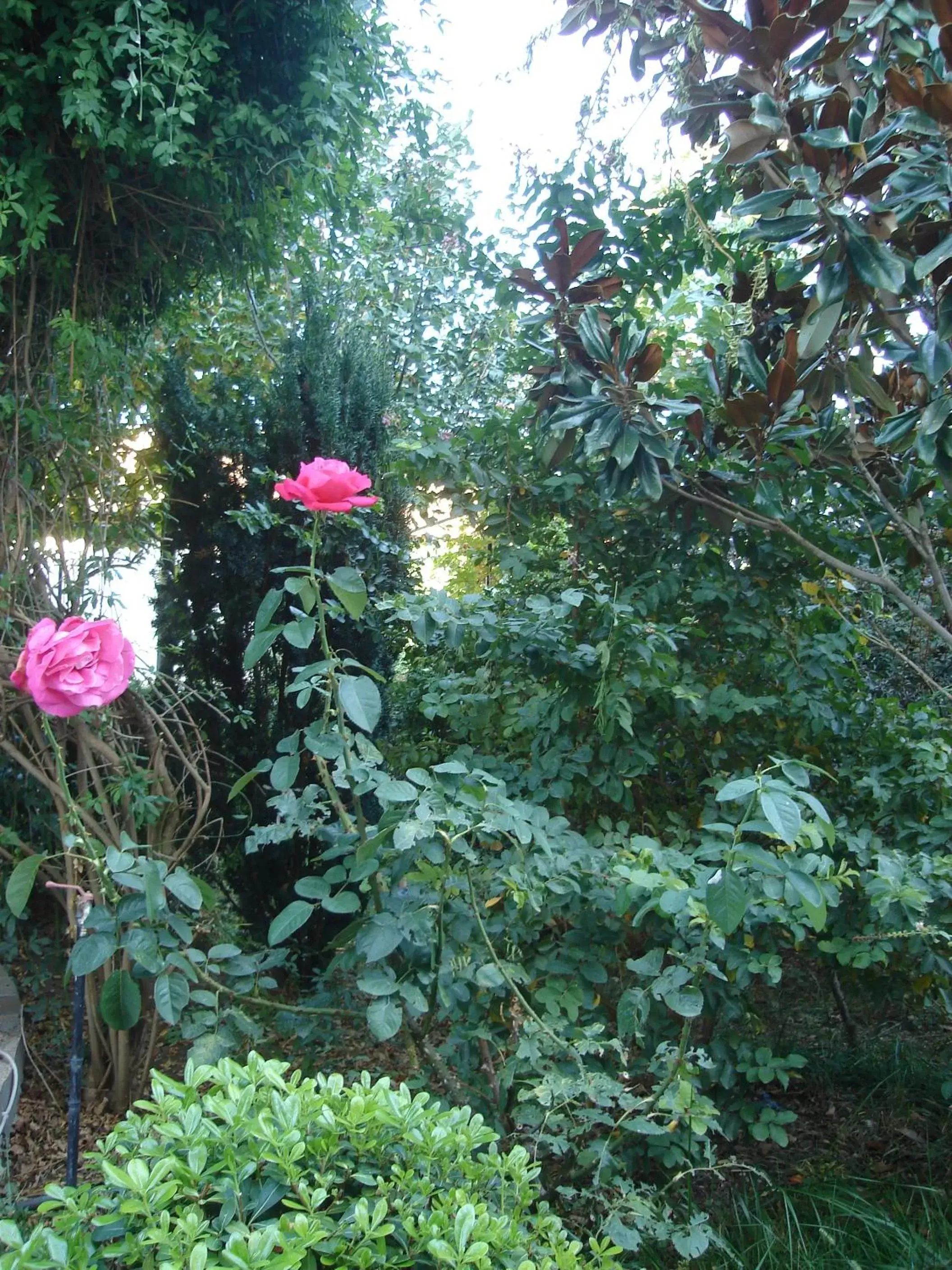 Garden in Hotel Kalemi