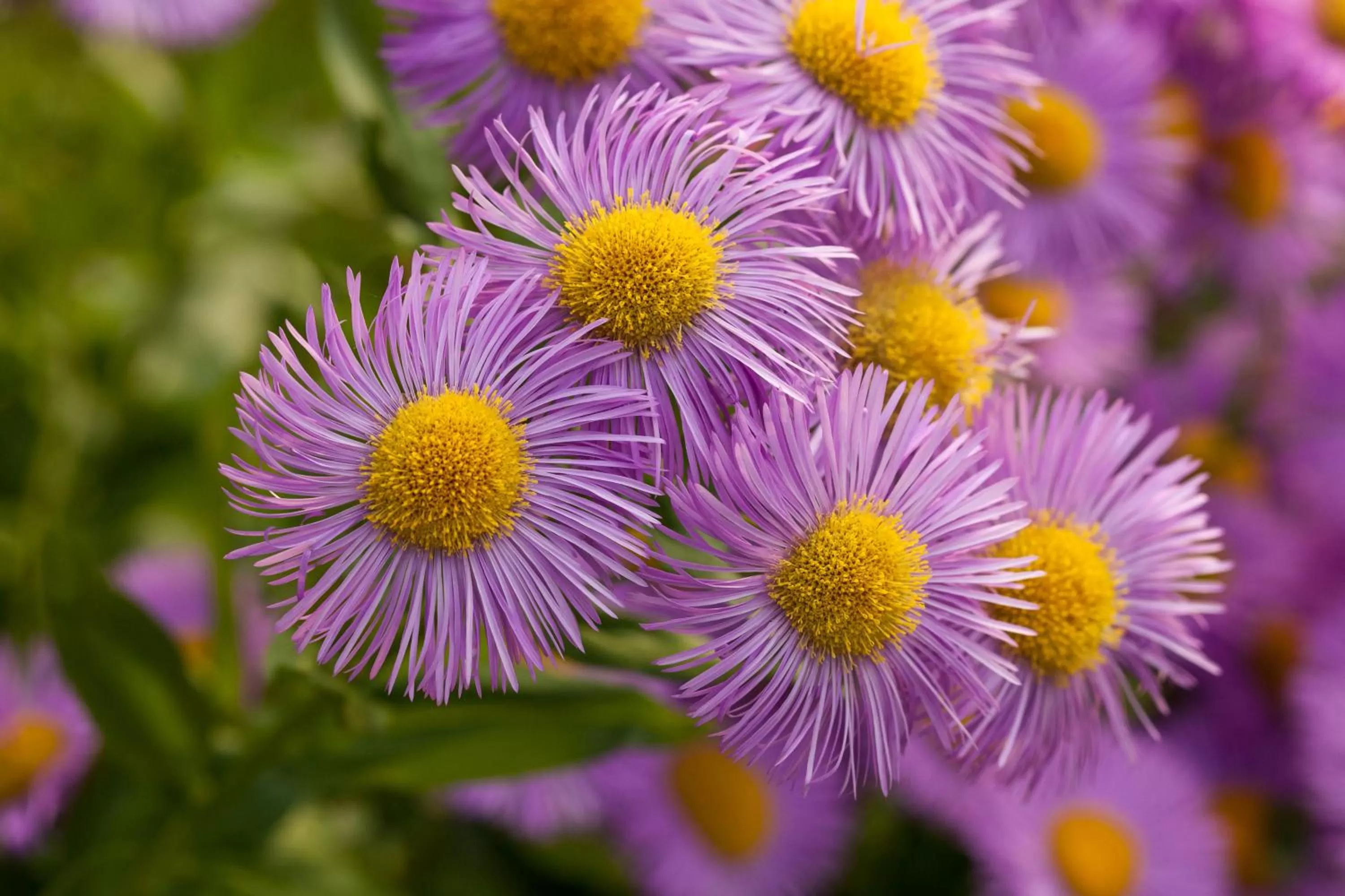 Garden in Genusshotel Hohenbogen