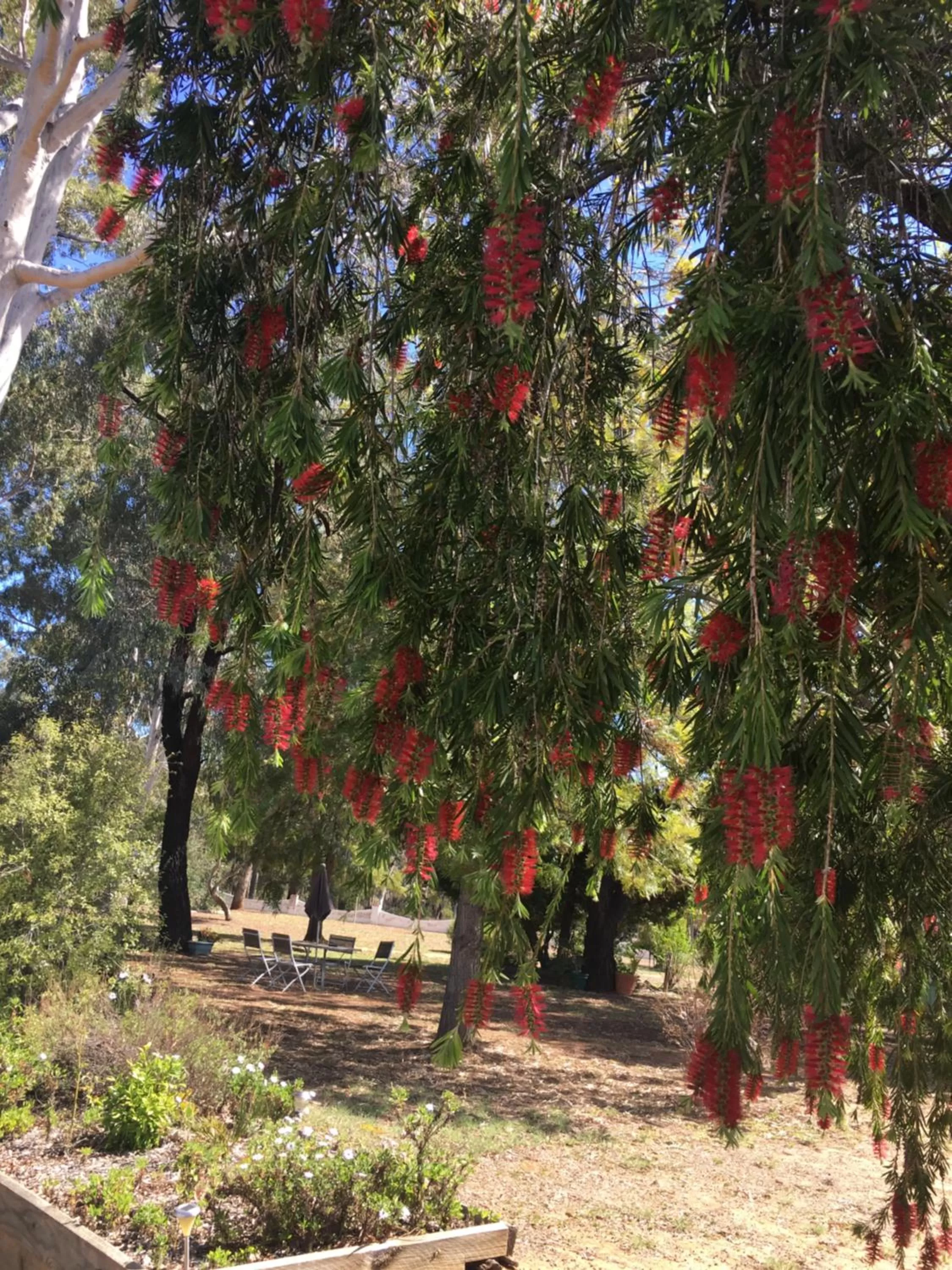 Spring in Azalea Motel