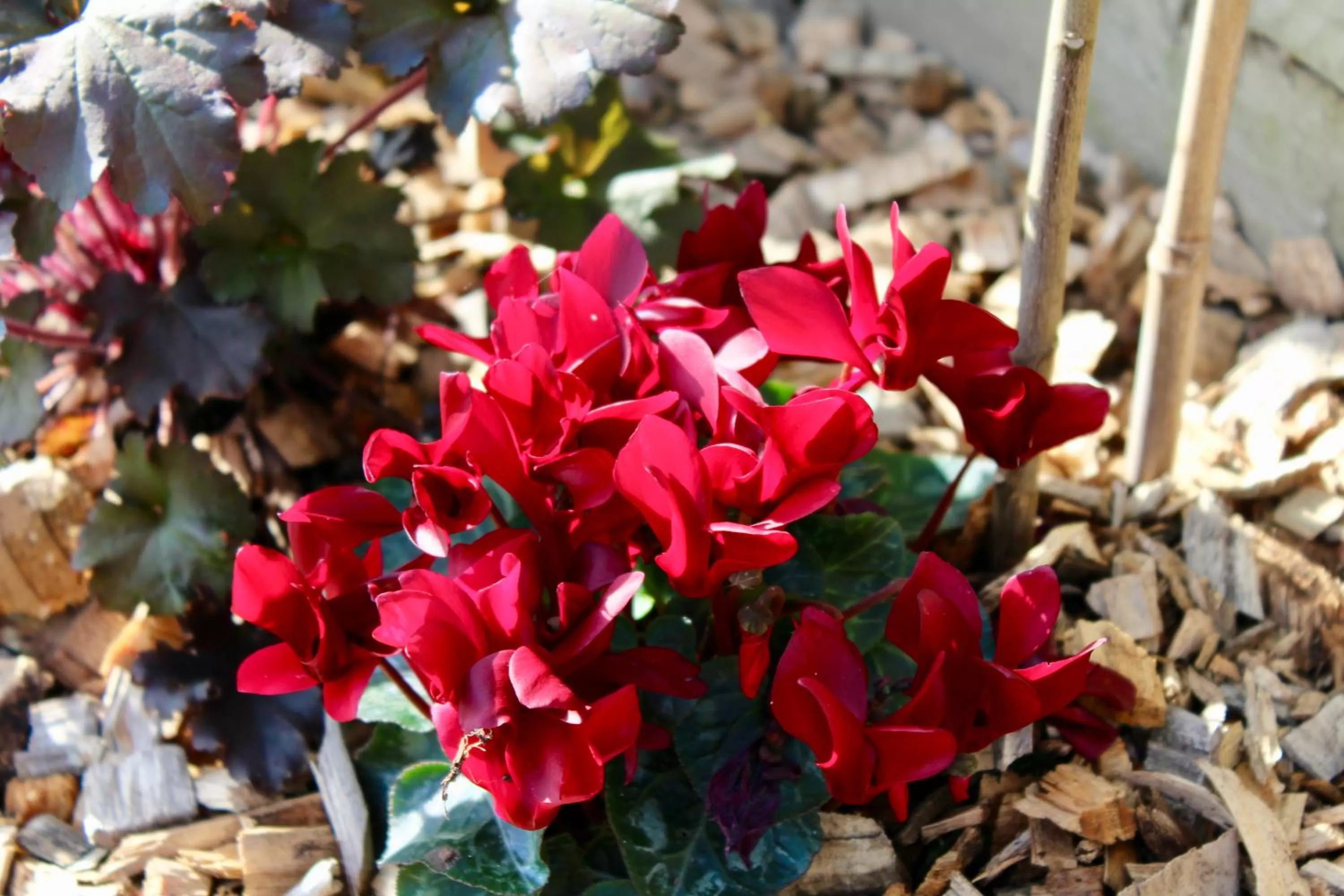 Garden in Arohanui Rural Retreat B&B