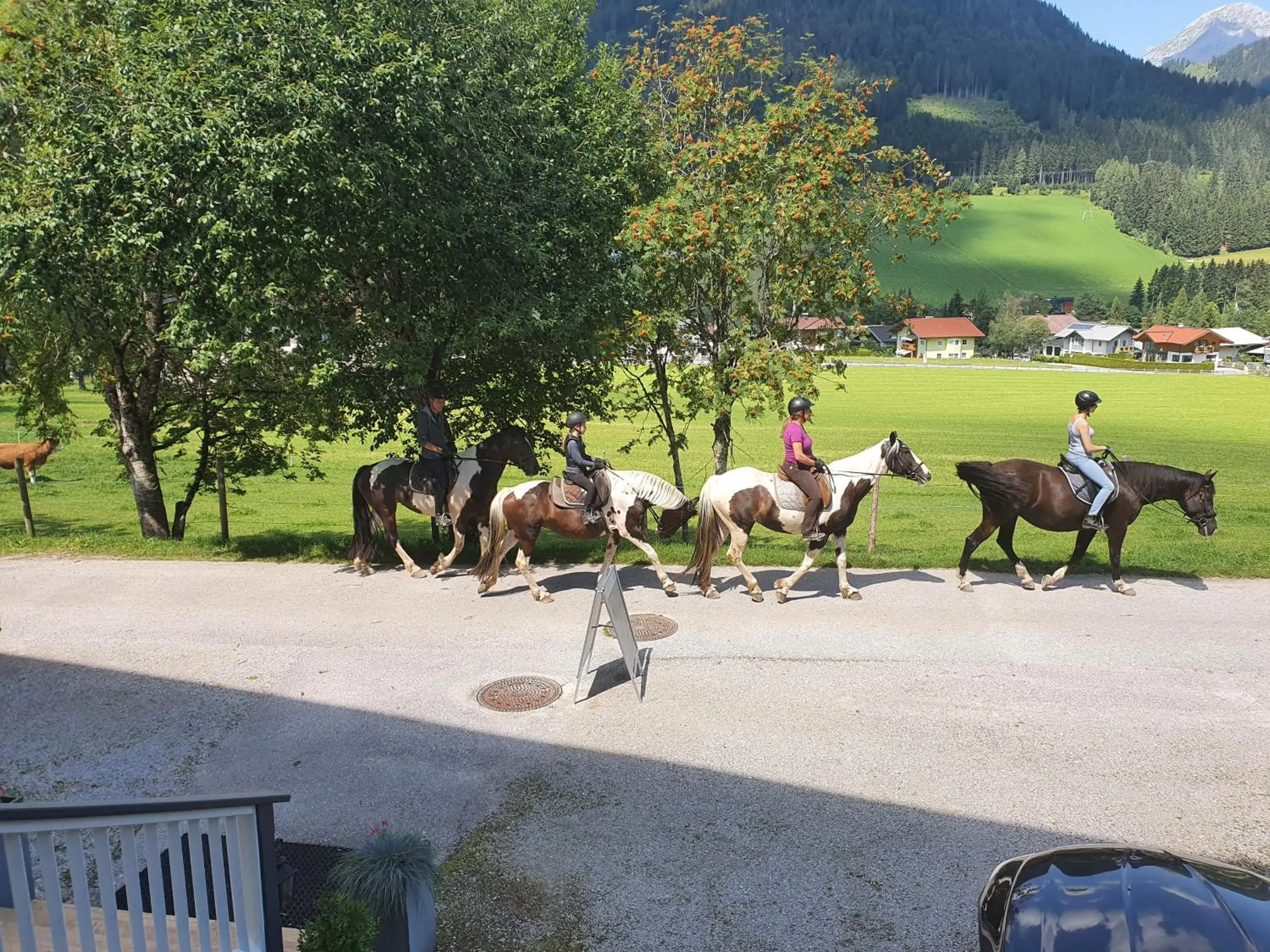 Activities, Other Animals in Alpenhof