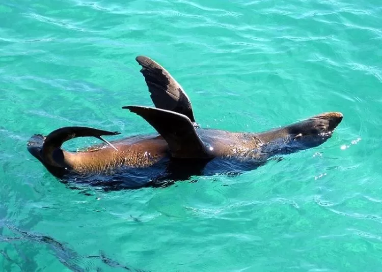 Animals in Coastal Comfort Motel