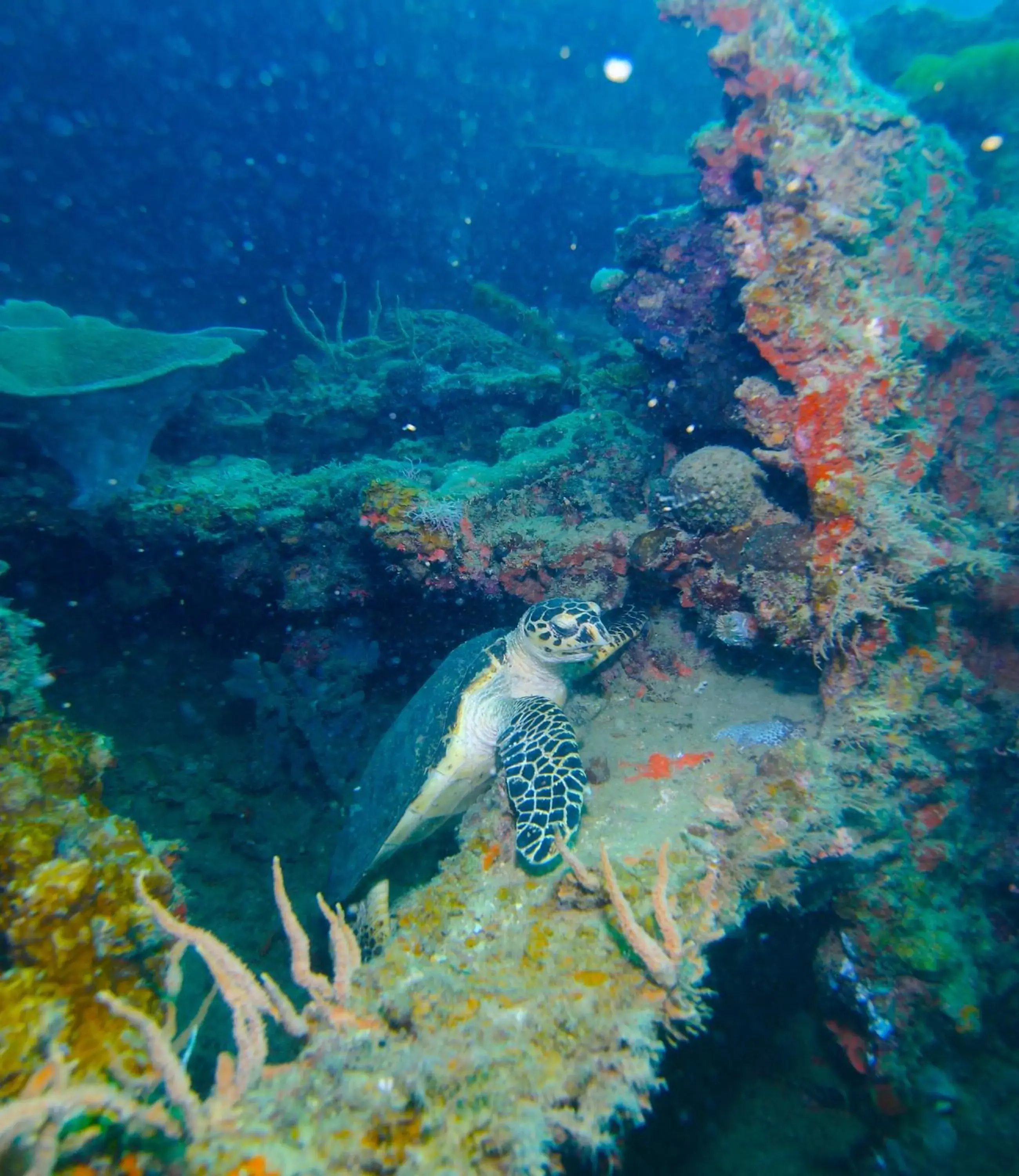 Animals, Other Animals in Chindonan Dive Resort