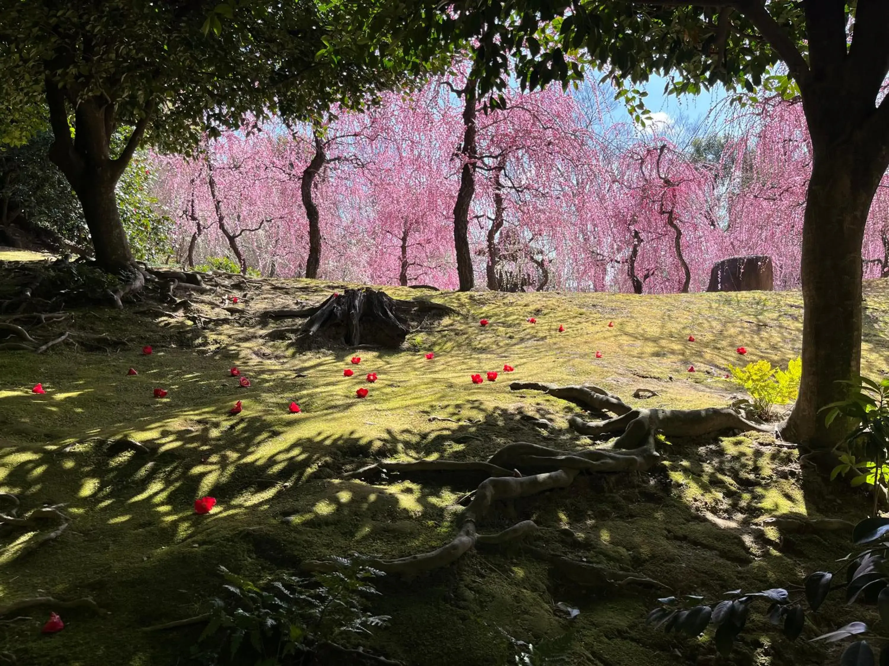 Natural landscape, Garden in Watermark Hotel Kyoto HIS Hotel Group