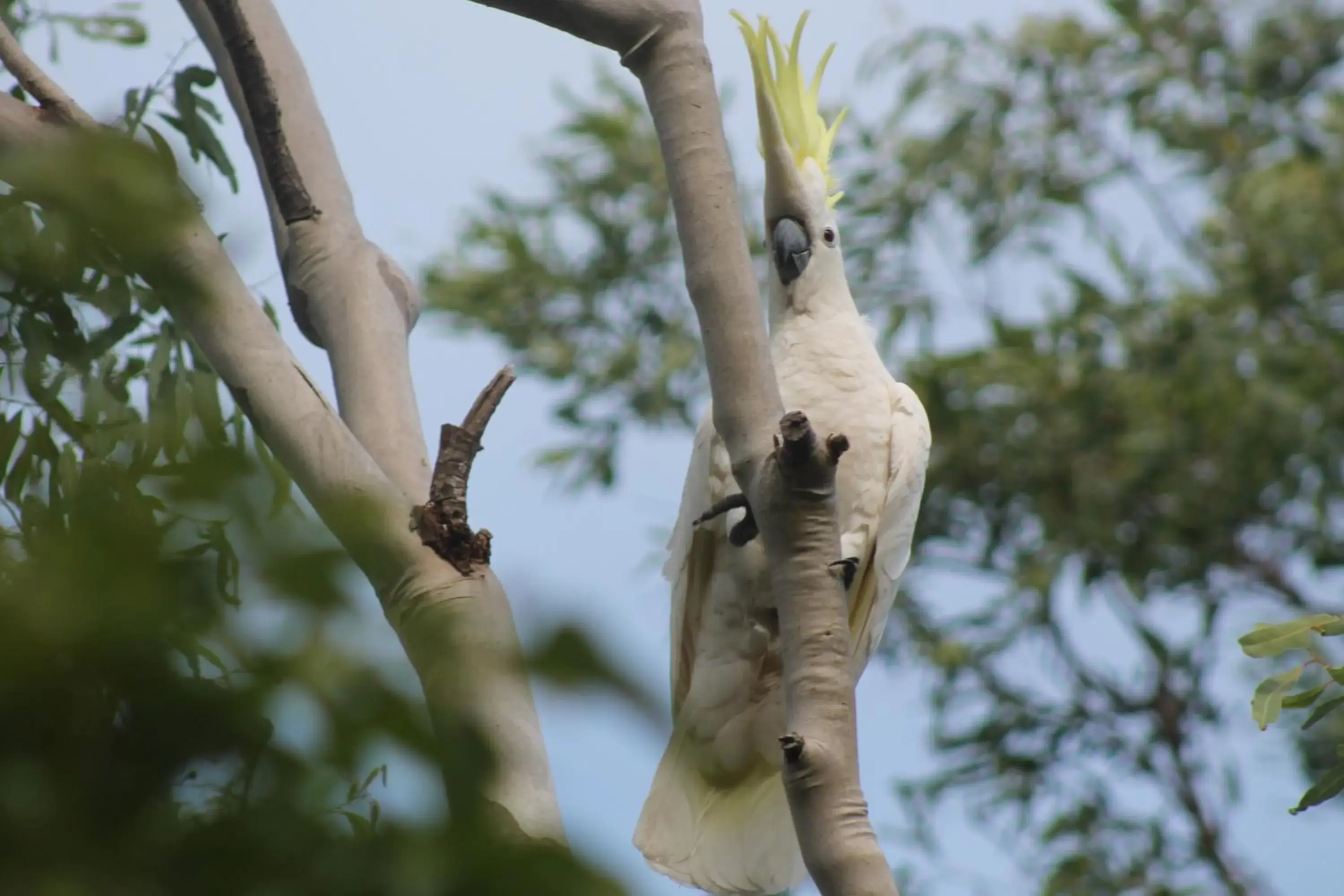 View (from property/room), Other Animals in Airlie Beach Eco Cabins - Adults Only