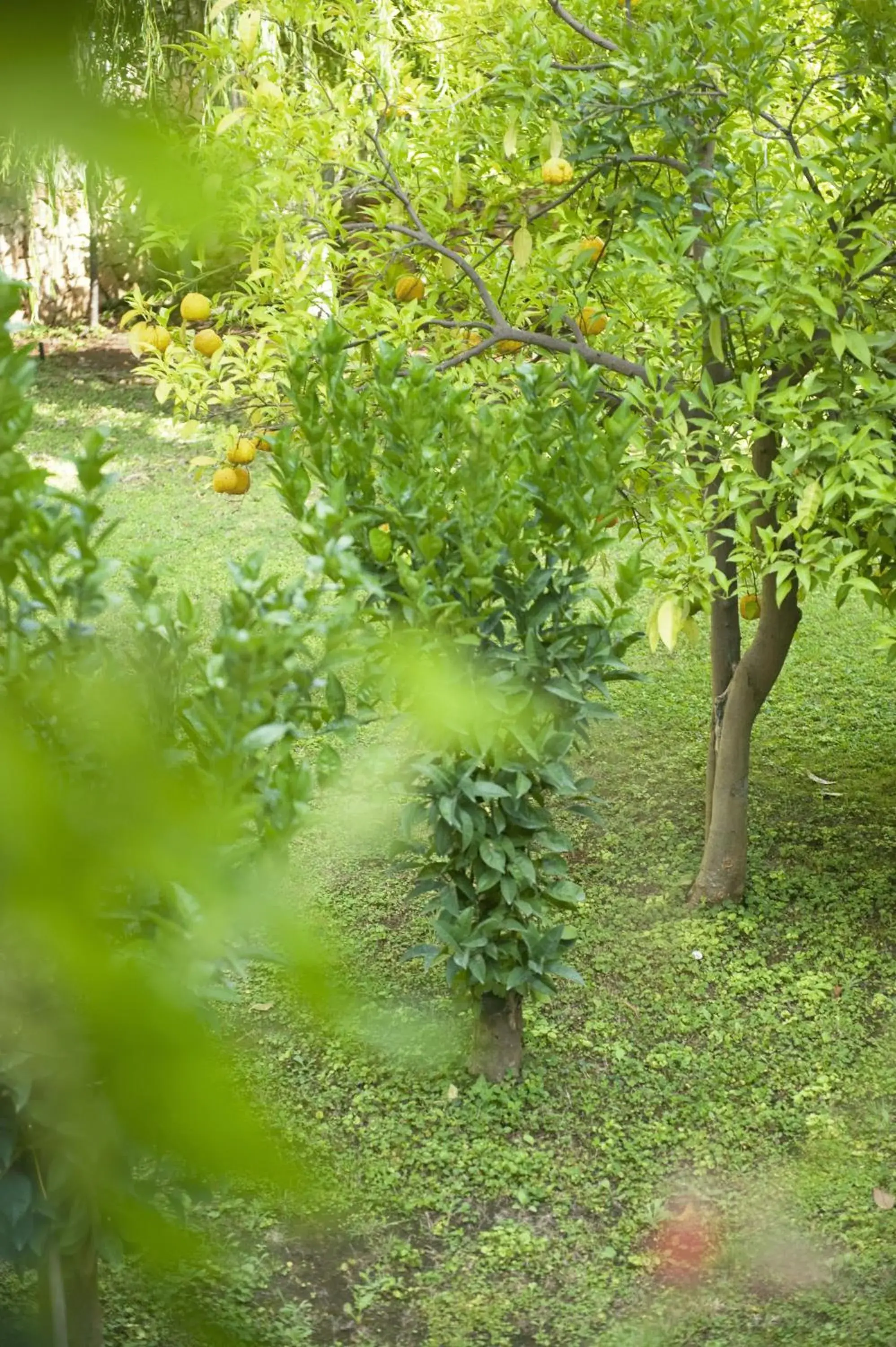 Garden, Other Animals in Hotel Sierra Silvana