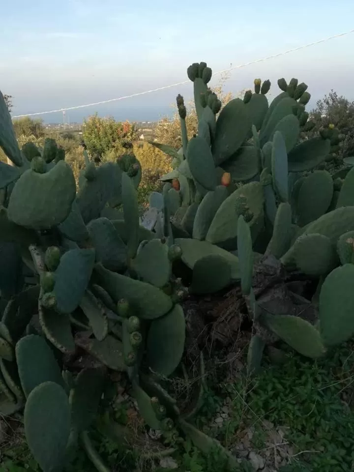 Le Dimore Del Sarto Polignano a mare
