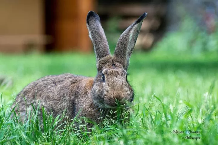 Garden in Chez Aurélia - Chambres & Table d'hôtes