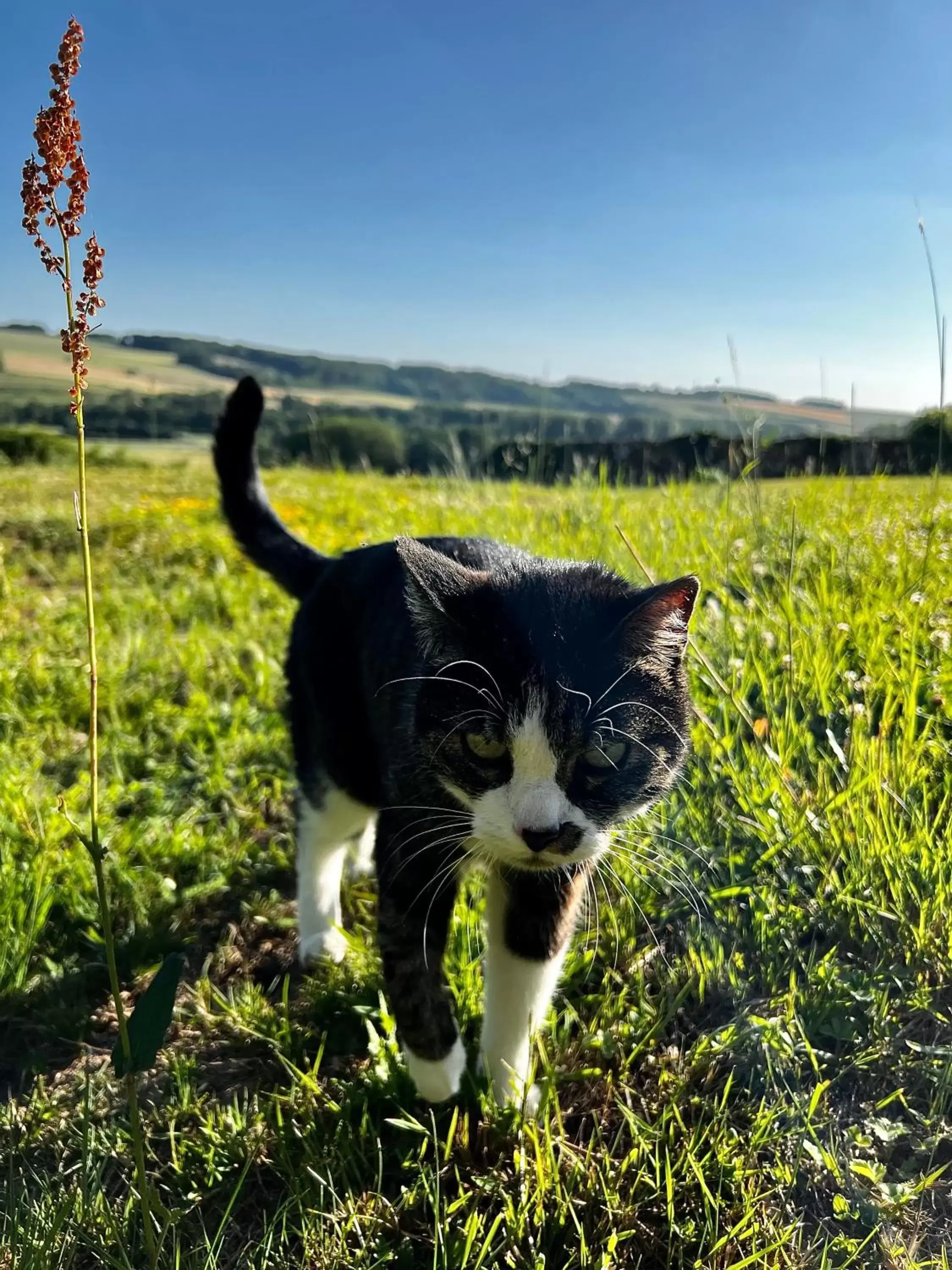 Pets in Demeure de la Garenne