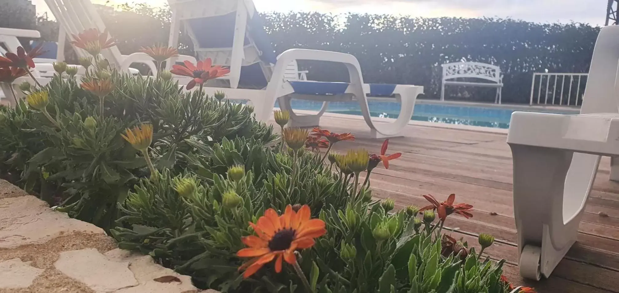 Garden, Swimming Pool in Hotel Larverde
