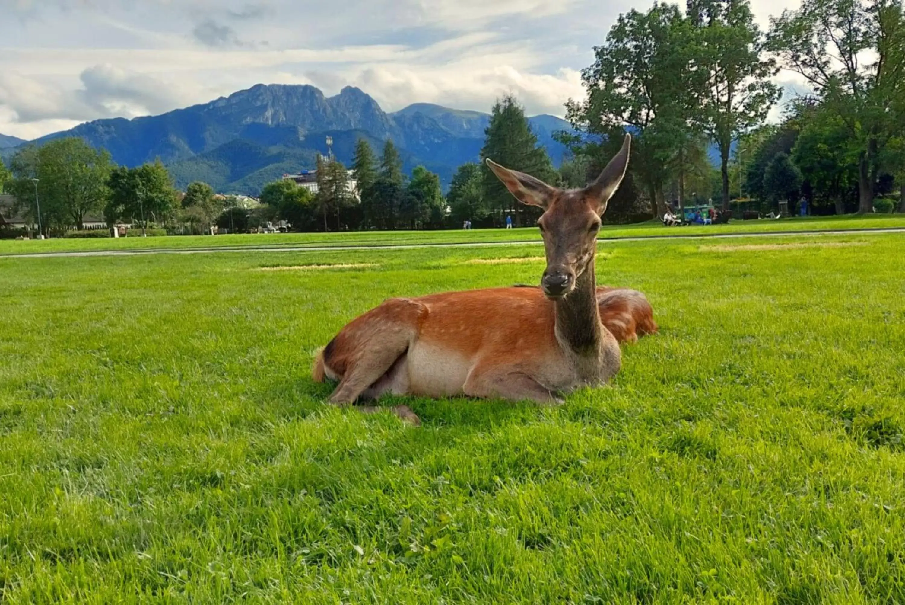 Day, Other Animals in Hotel Helios