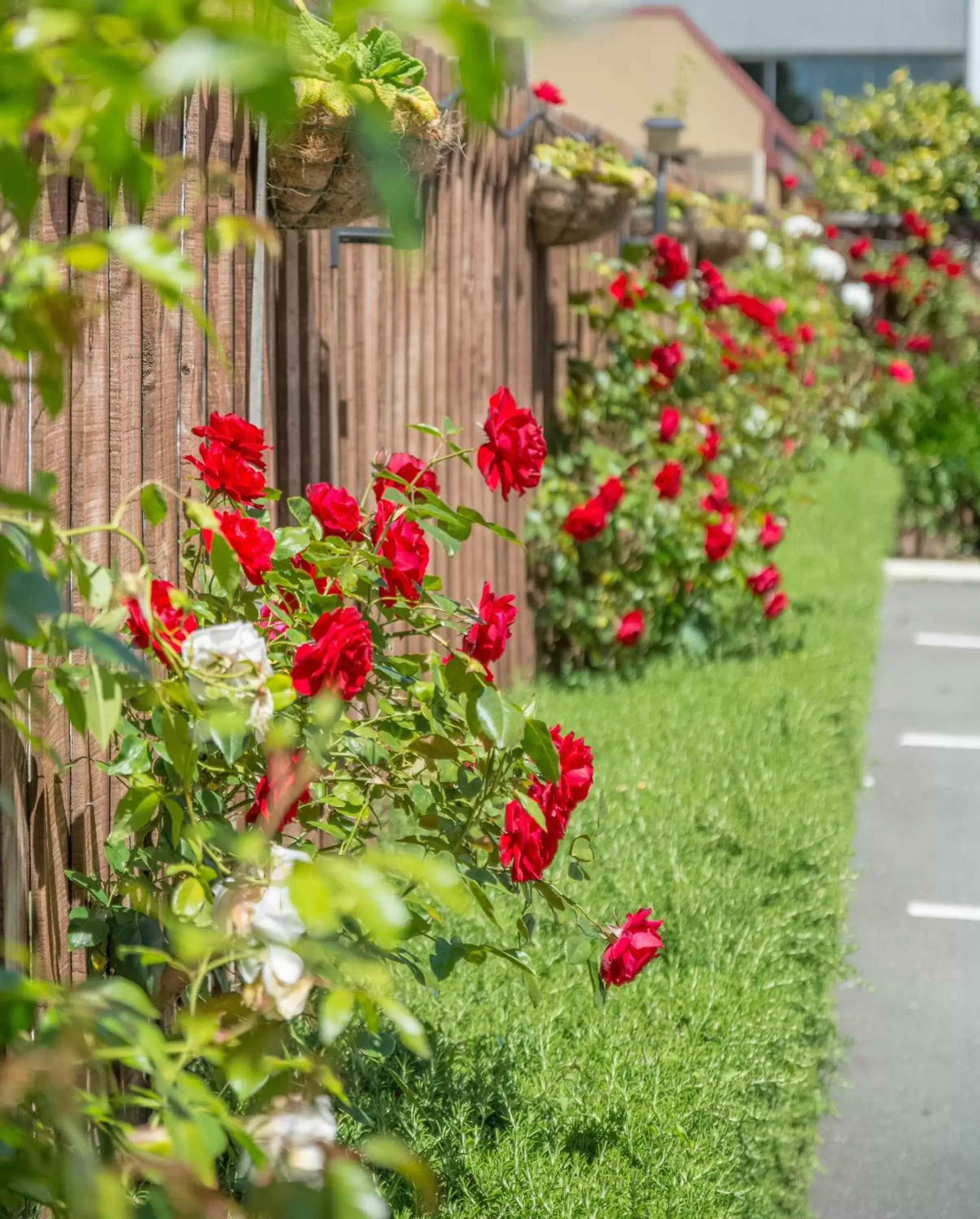 Garden in Annabelle Court Motel