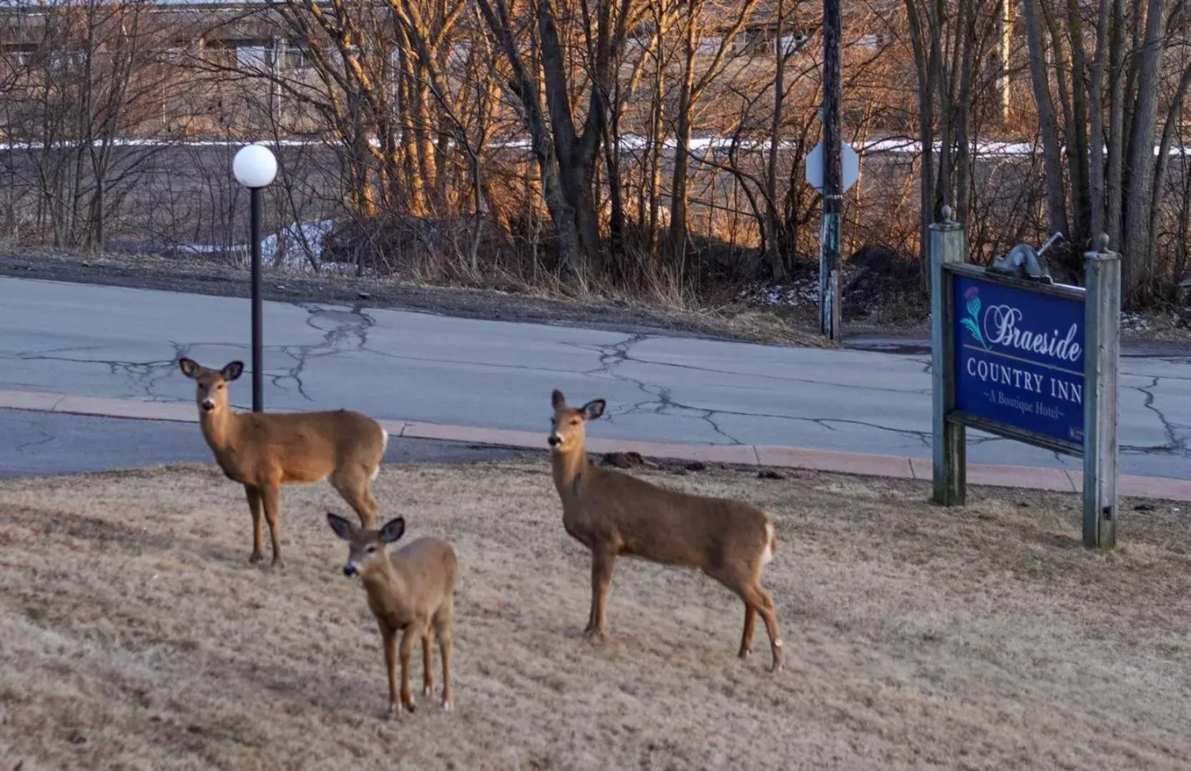 Other Animals in Braeside Country Inn