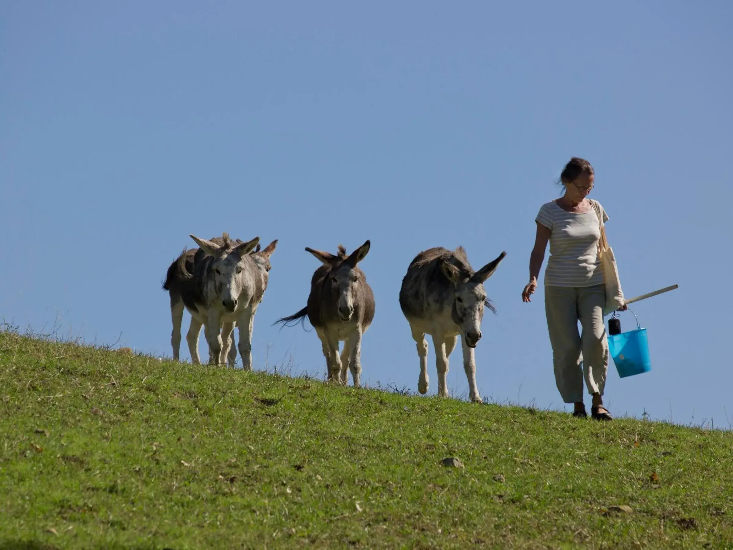 Animals in Le Silve di Armenzano