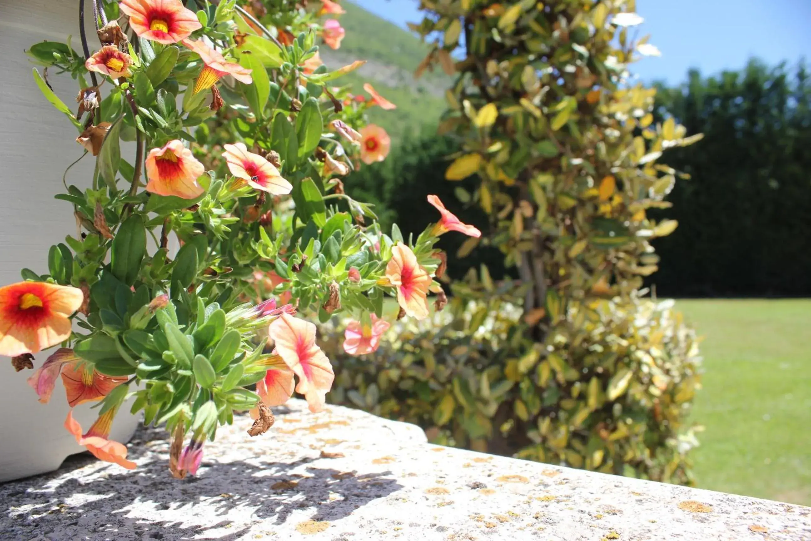 Spring, Garden in FILIPPONE HOTEL&RISTORANTE