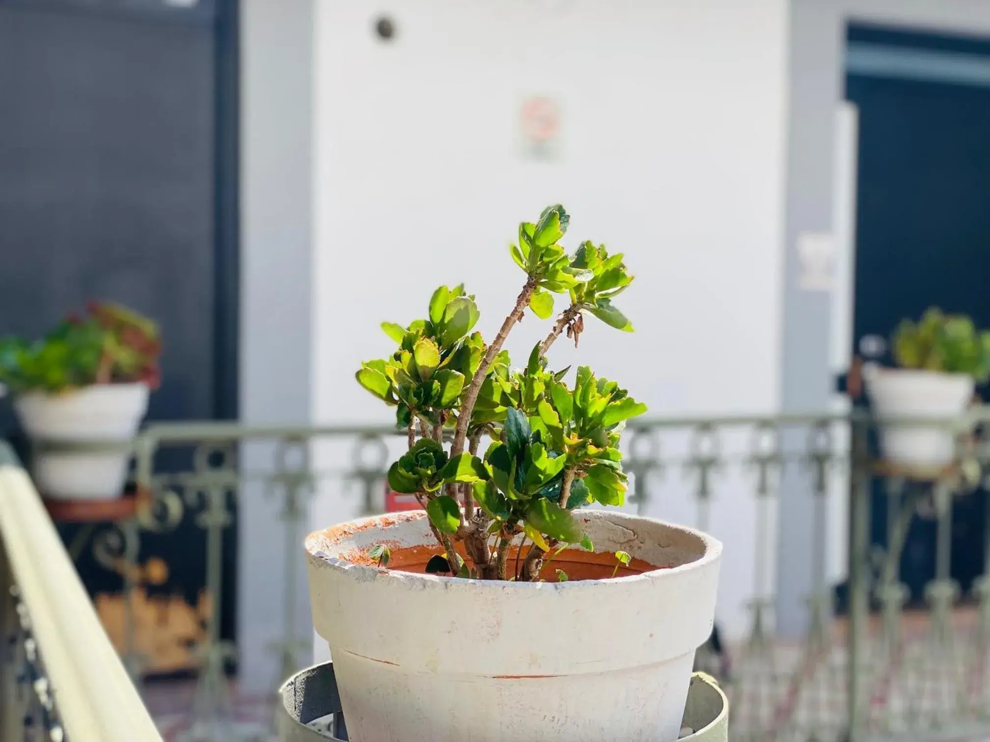 Balcony/Terrace in Kuku Ruku Hotel