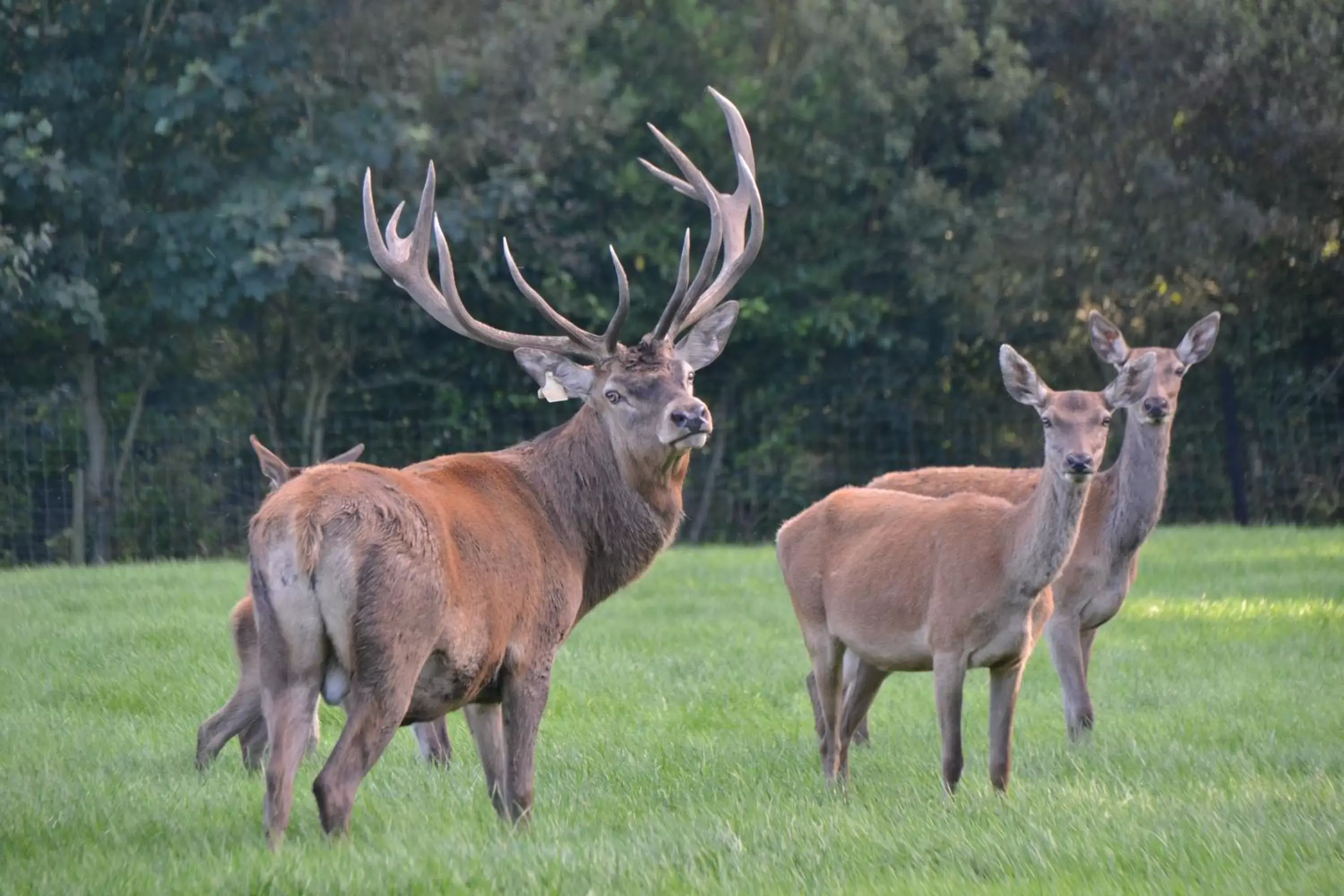 Animals, Other Animals in Ballinwillin House