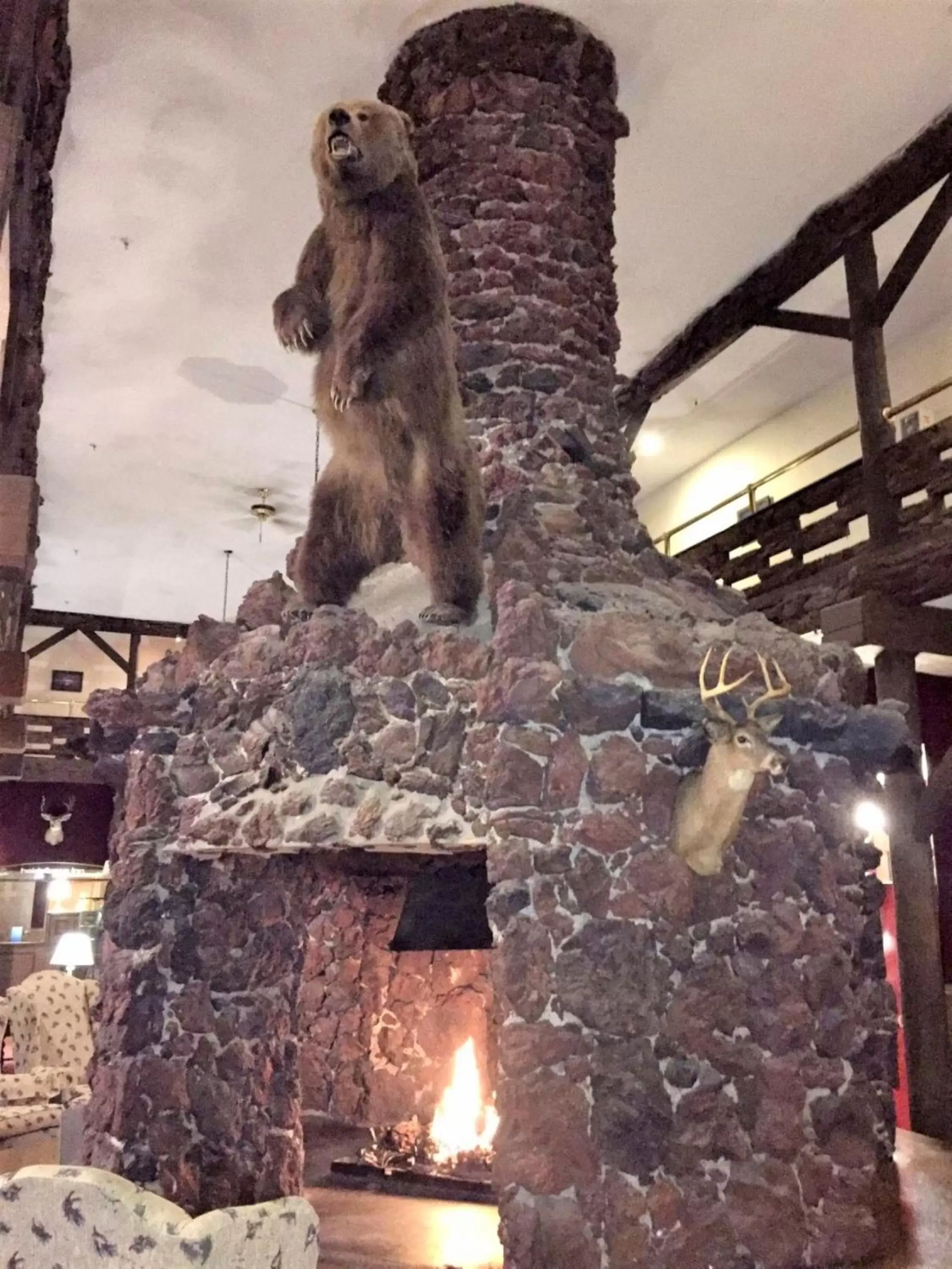 flat iron, Other Animals in Heidelberg Inn