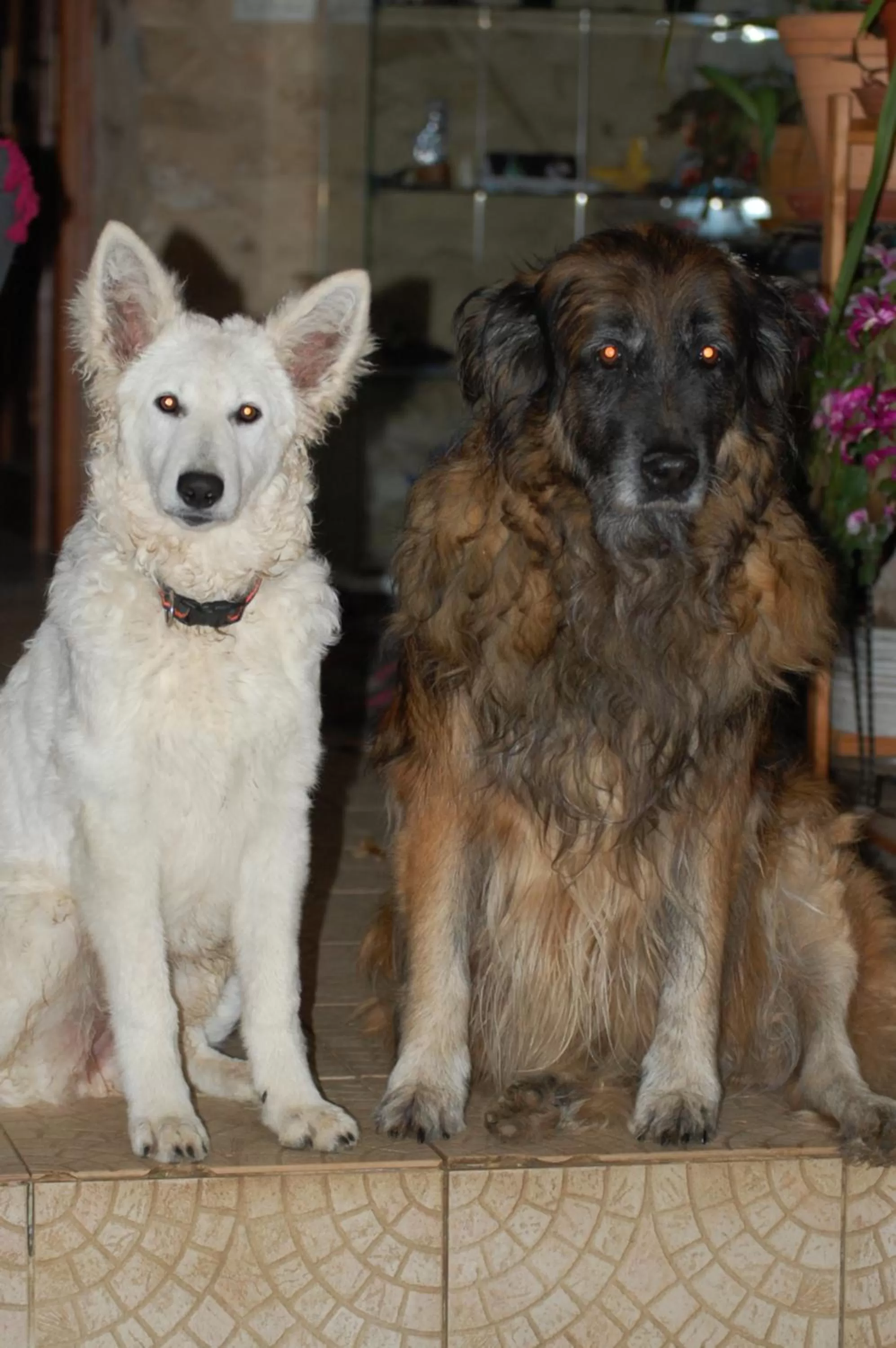 Pets in chambre d'hôte chez l'habitant
