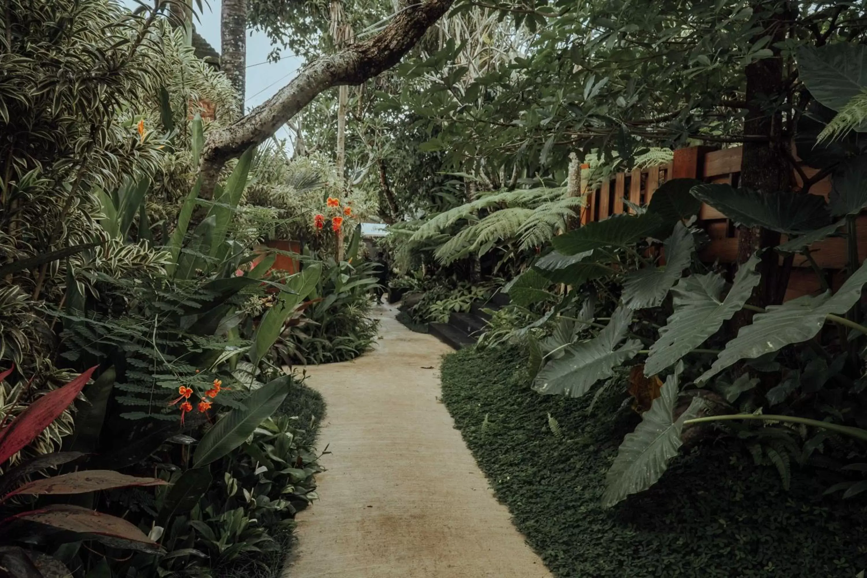 Garden view in Alam Wayang Ubud - CHSE Certified Garden view in Alam Wayang Ubud - CHSE Certified