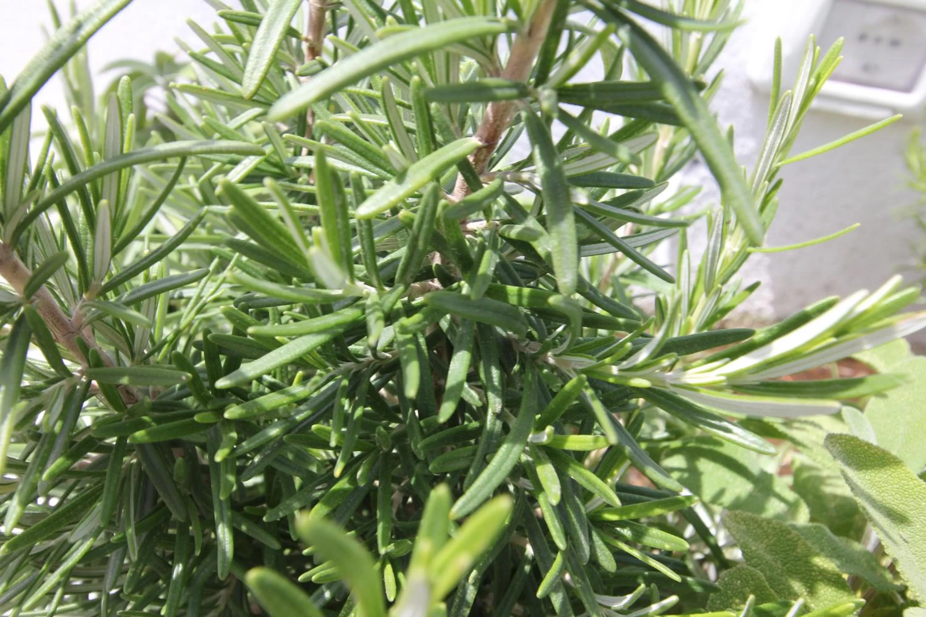 Garden in Hotel Intorno Al Fico