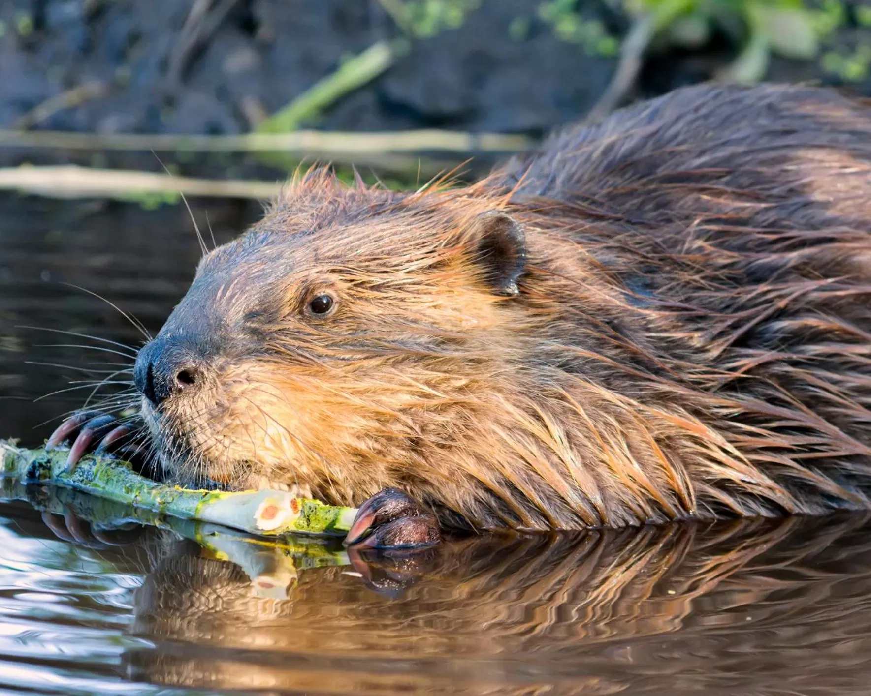 Natural landscape, Other Animals in Auberge La Tanière