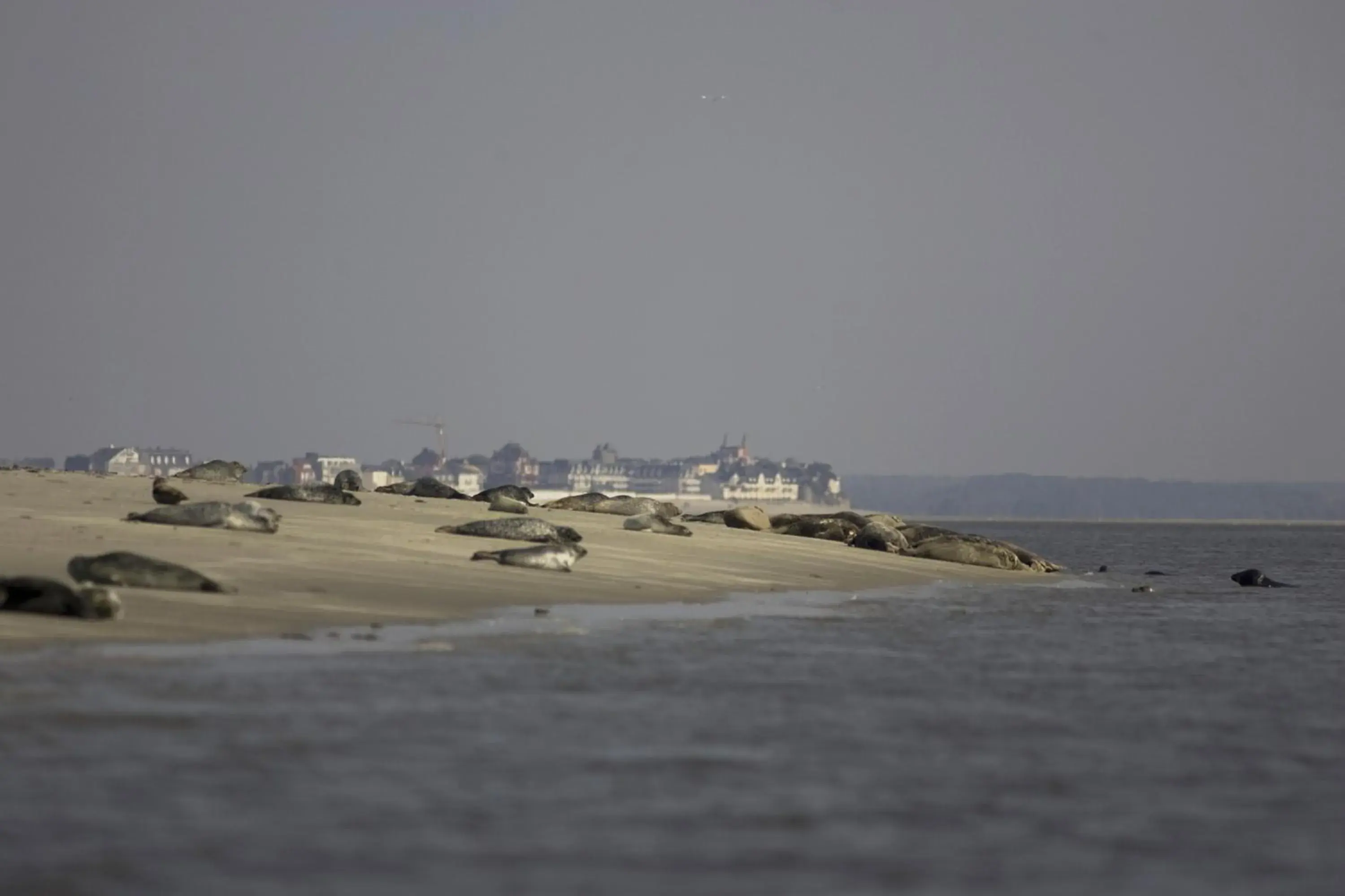 Other, Beach in Logis Auberge De La Dune