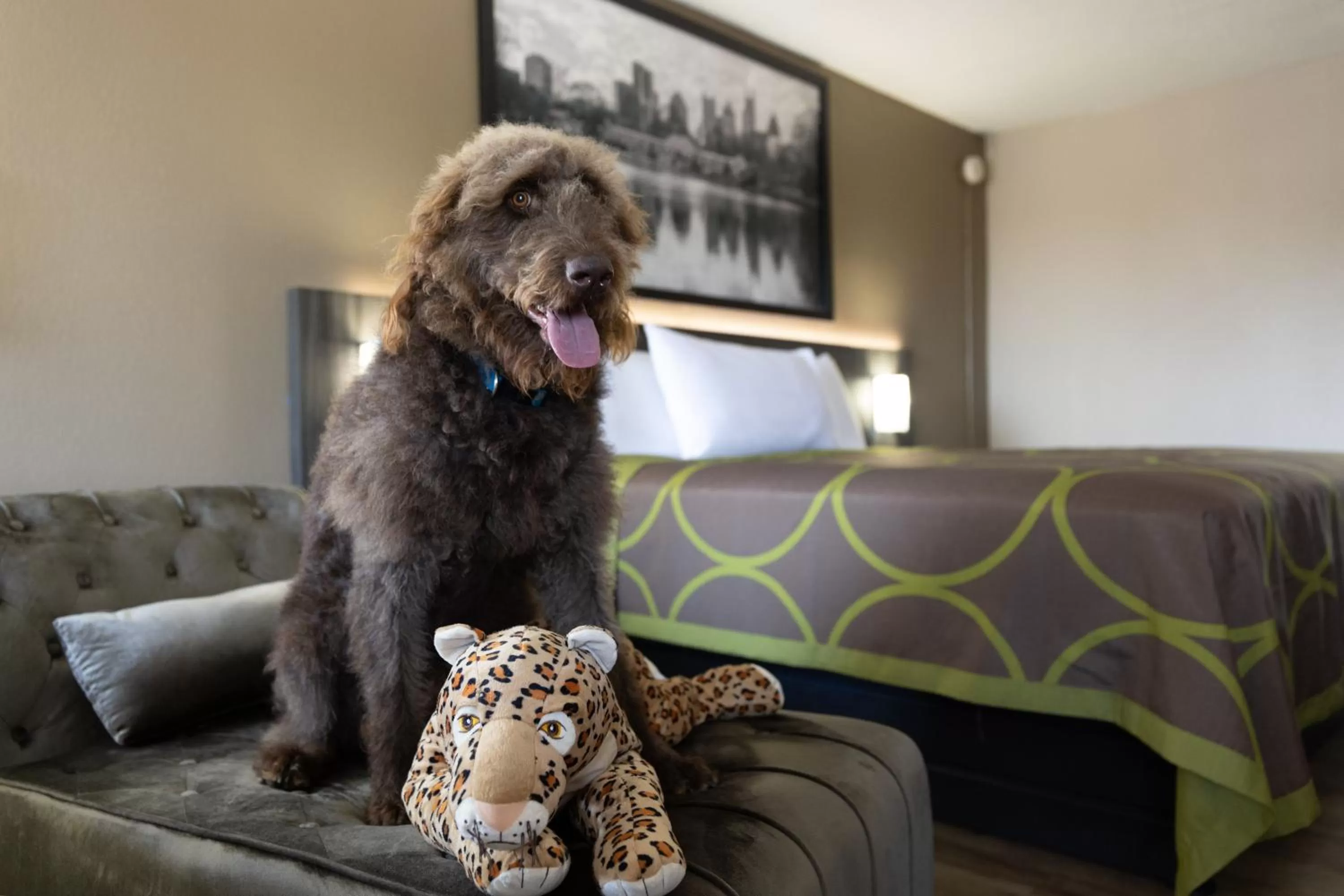 Pets in Super 8 by Wyndham McDonough GA