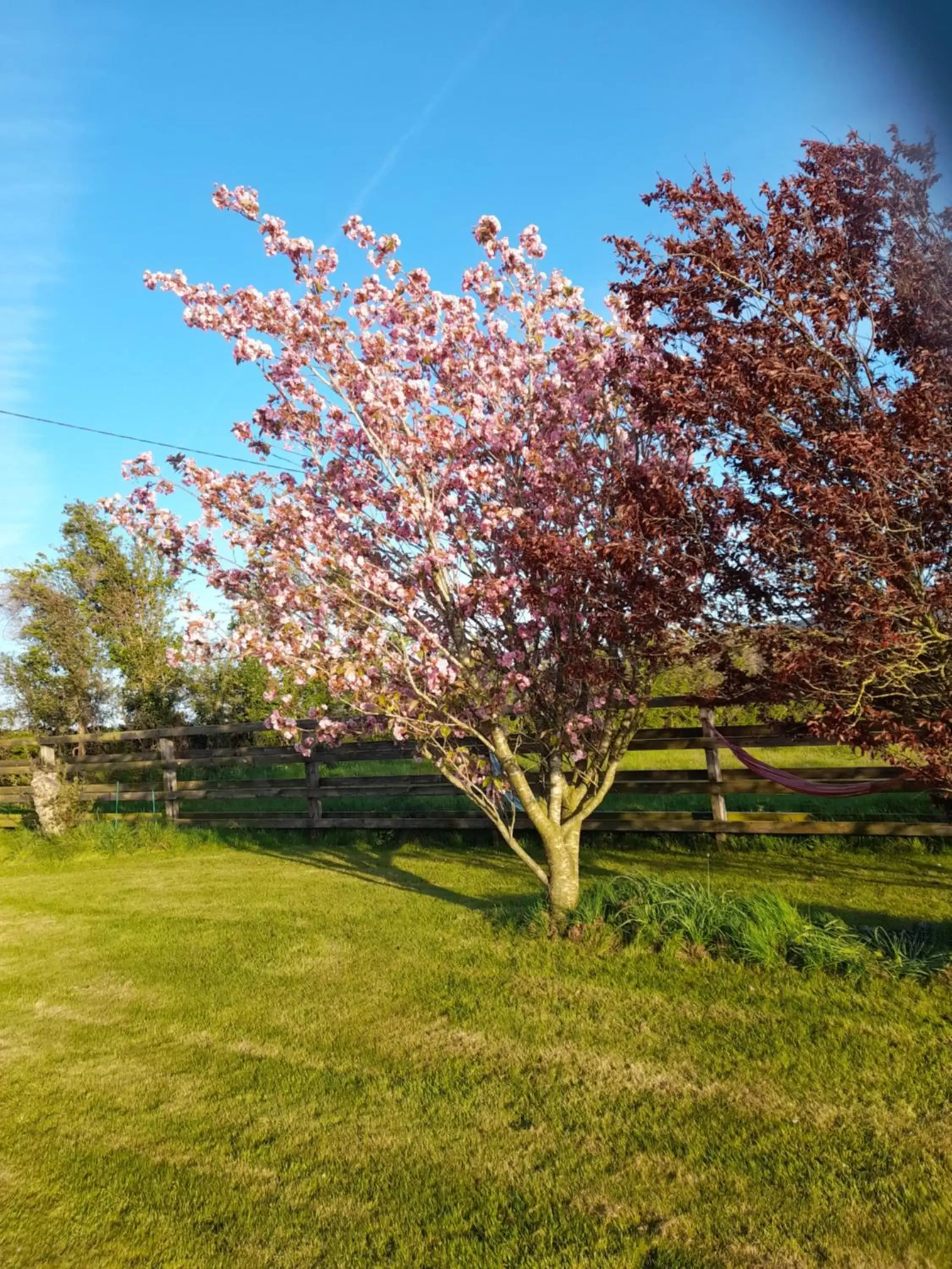 Garden in Shadowvale E34X773