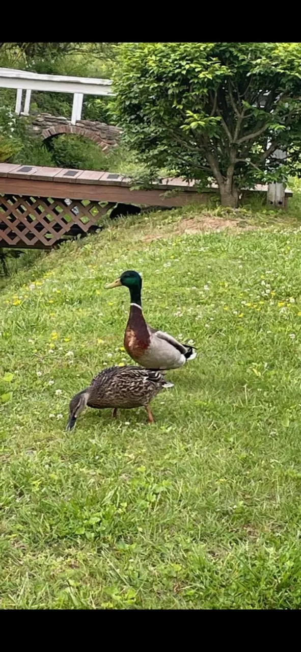 Other Animals in Folkestone Inn