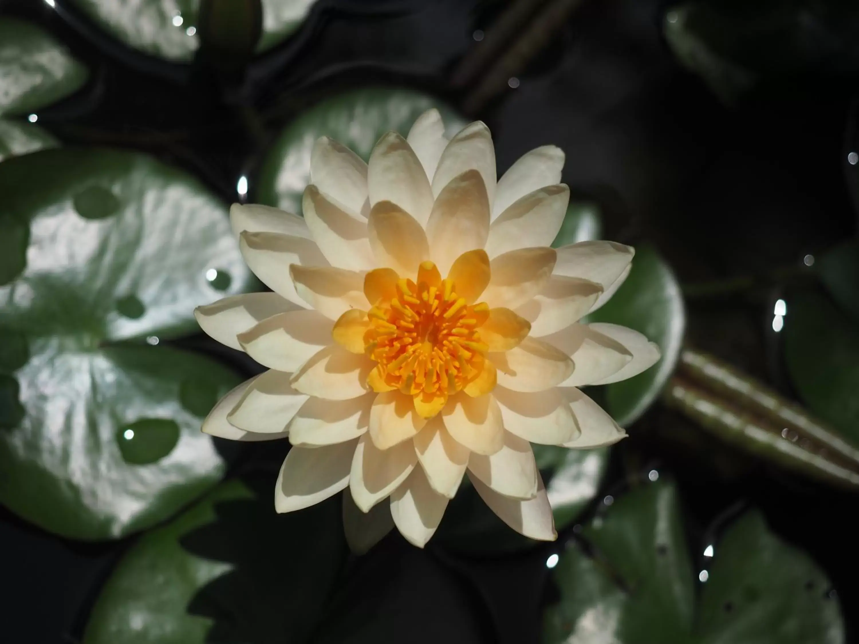 View (from property/room) in Amata Lanna Village อมตะล้านนาวิลเลจ View (from property/room) in Amata Lanna Village อมตะล้านนาวิลเลจ