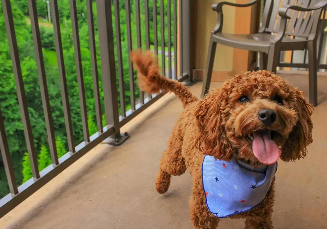 Pets in Camelback Resort