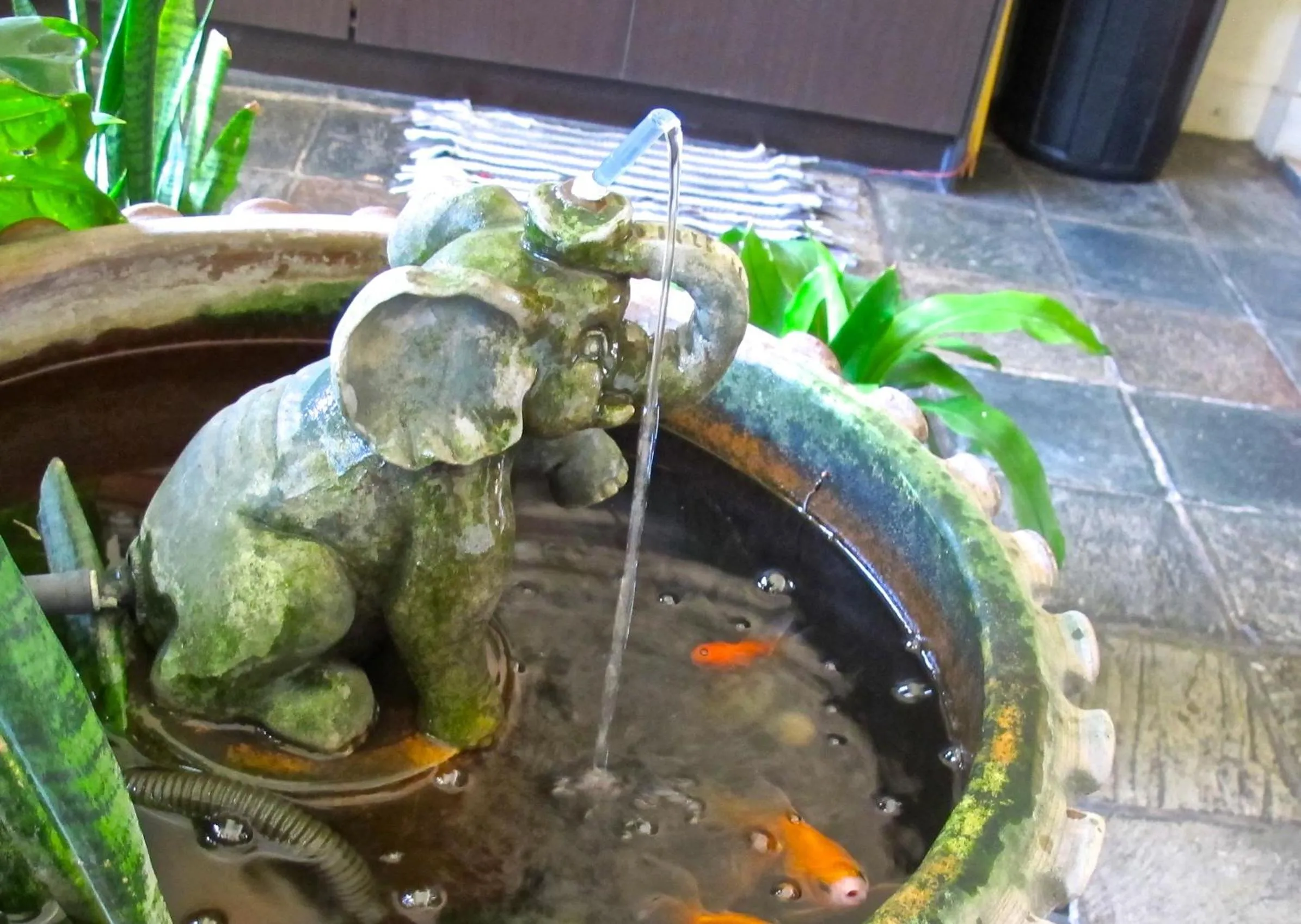 Garden in Akinabalu Youth Hostel