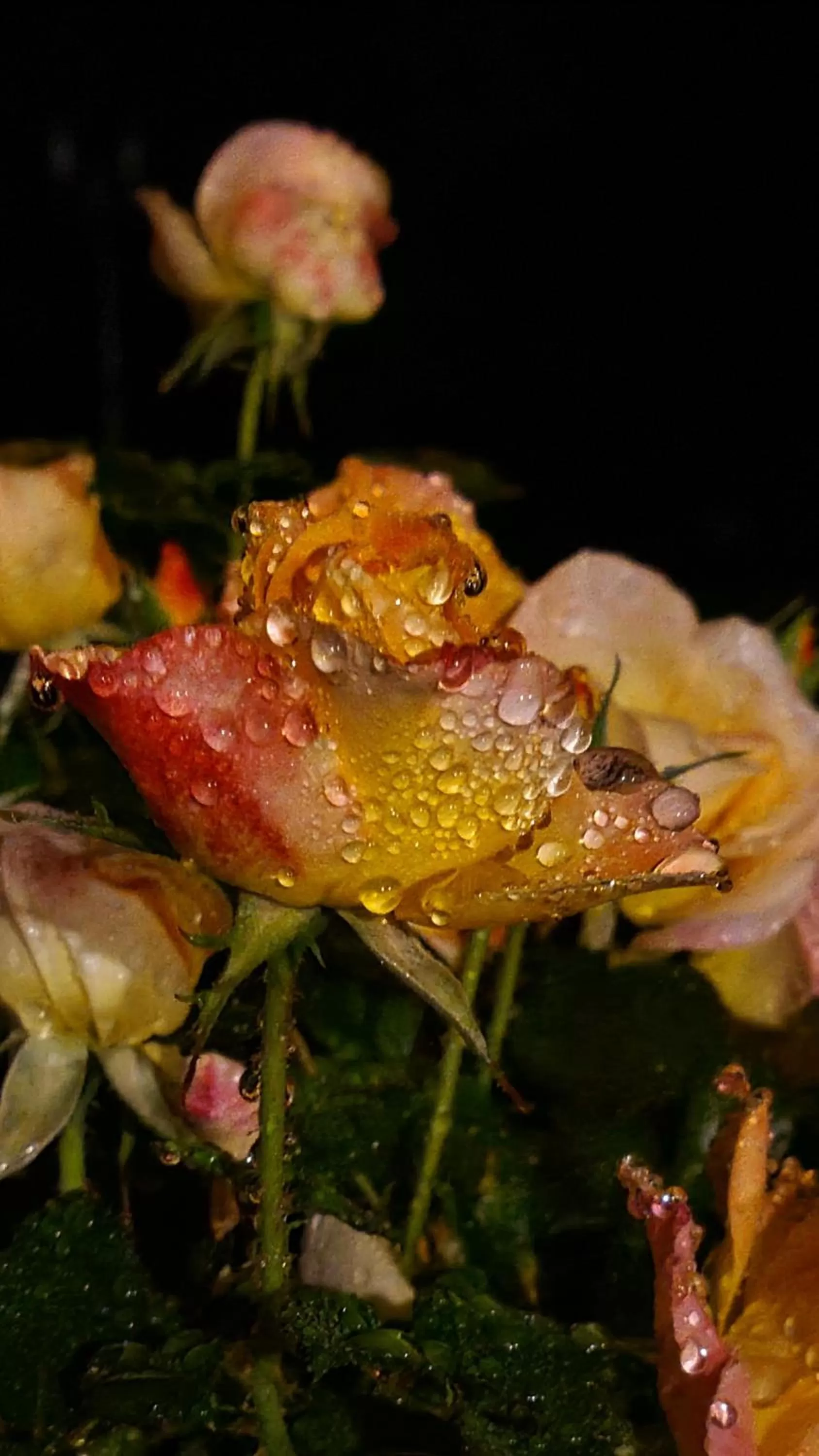 Garden in lesroses1680