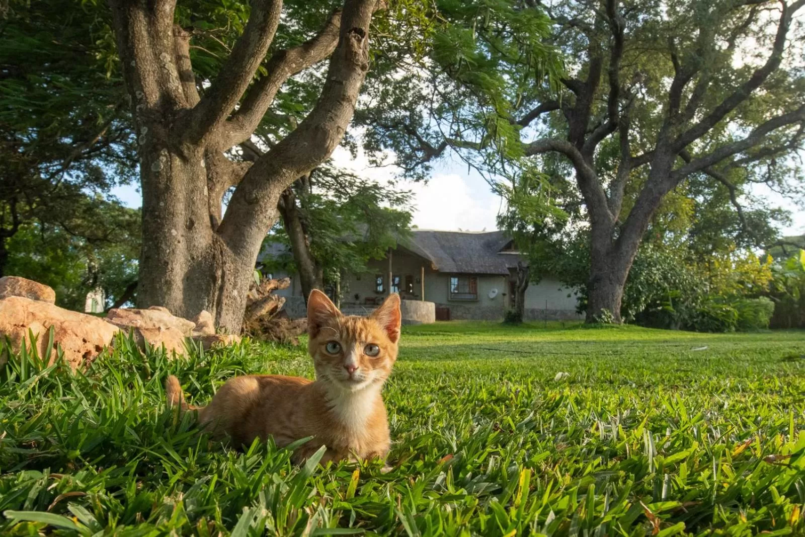 Animals in Wild Dogs Lodge