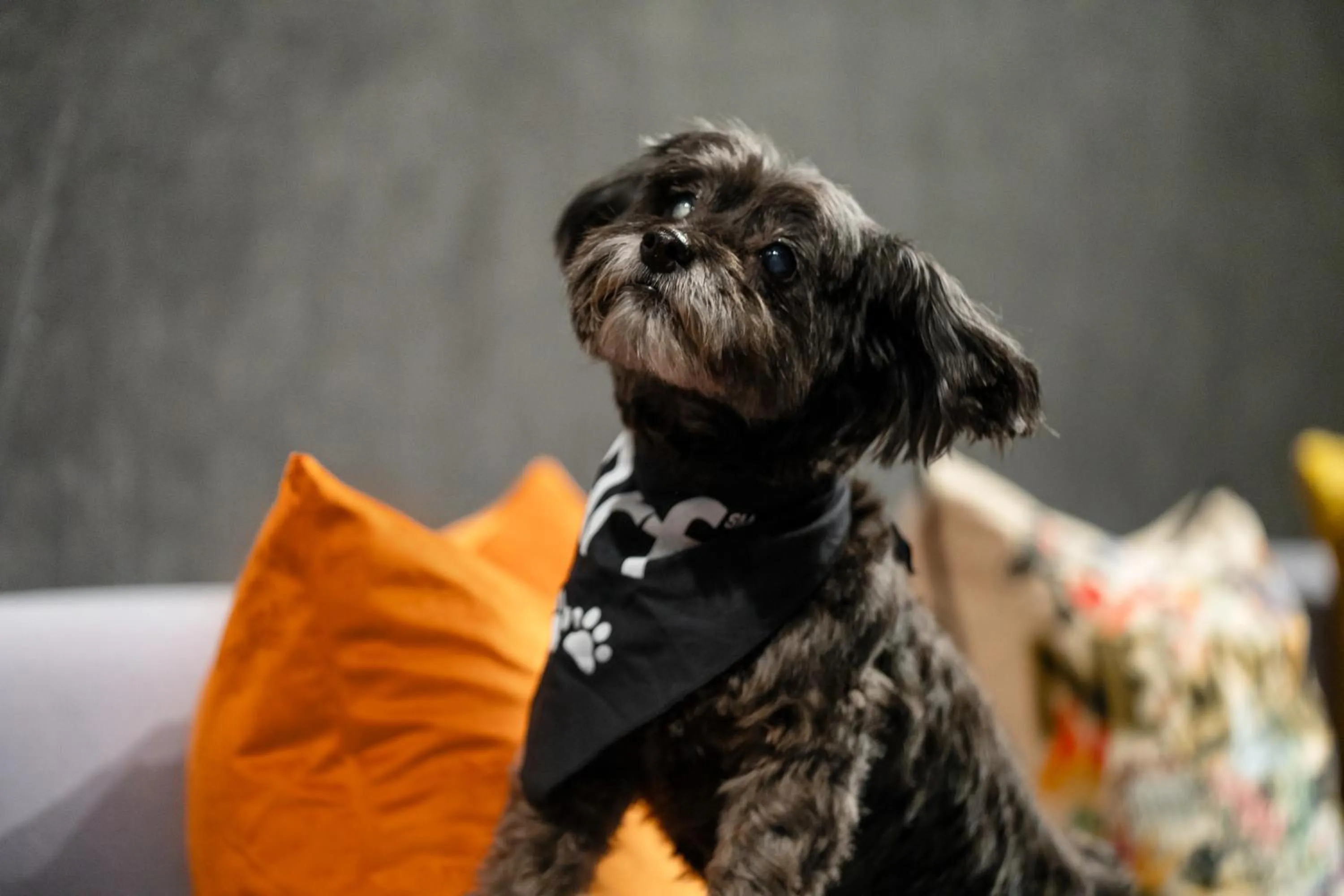 Pets in Aloft New York Chelsea