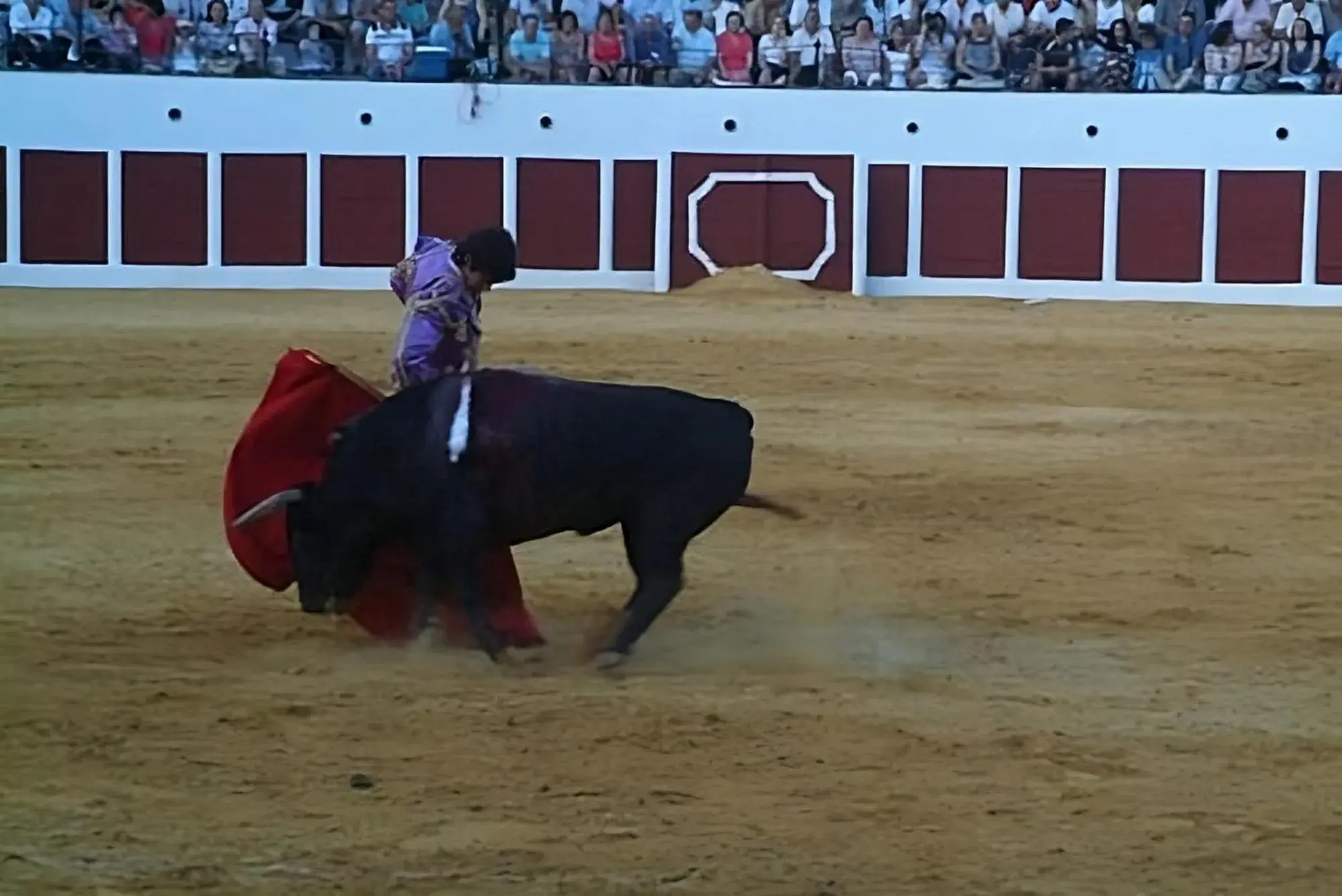 Other Animals in Hostal Colon Antequera