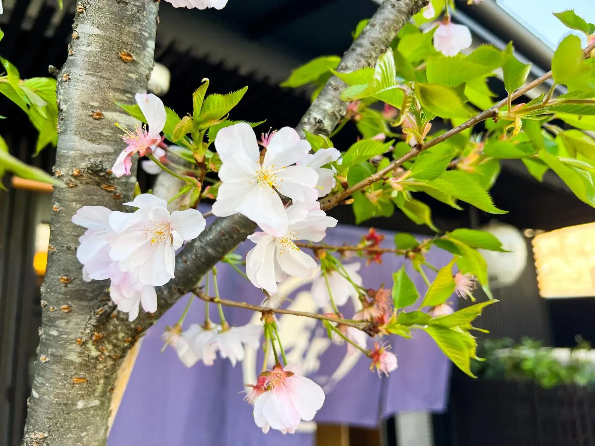 Property building in Rinn Kamiebisu Property building in Rinn Kamiebisu