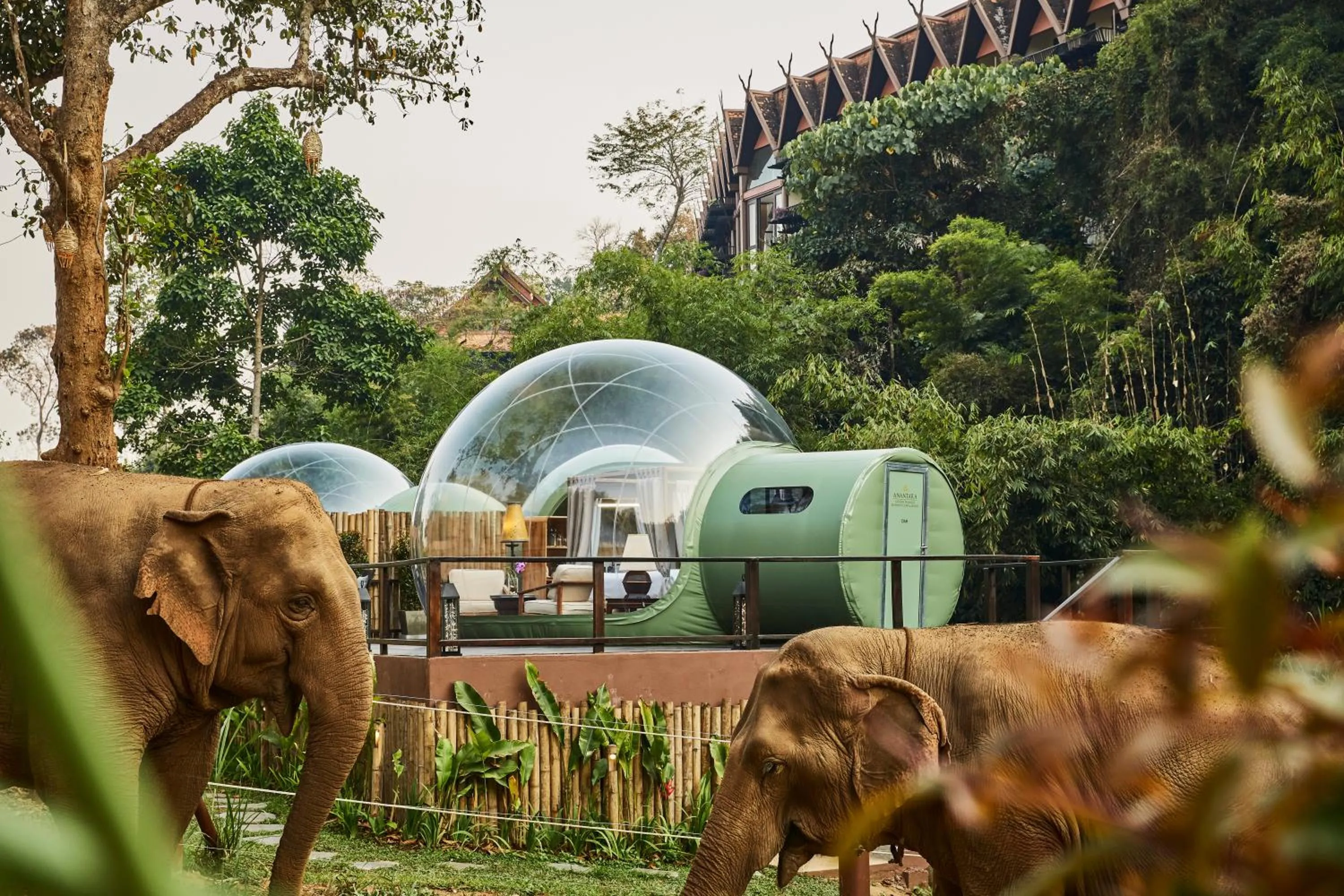 Activities in Anantara Golden Triangle Elephant Camp & Resort