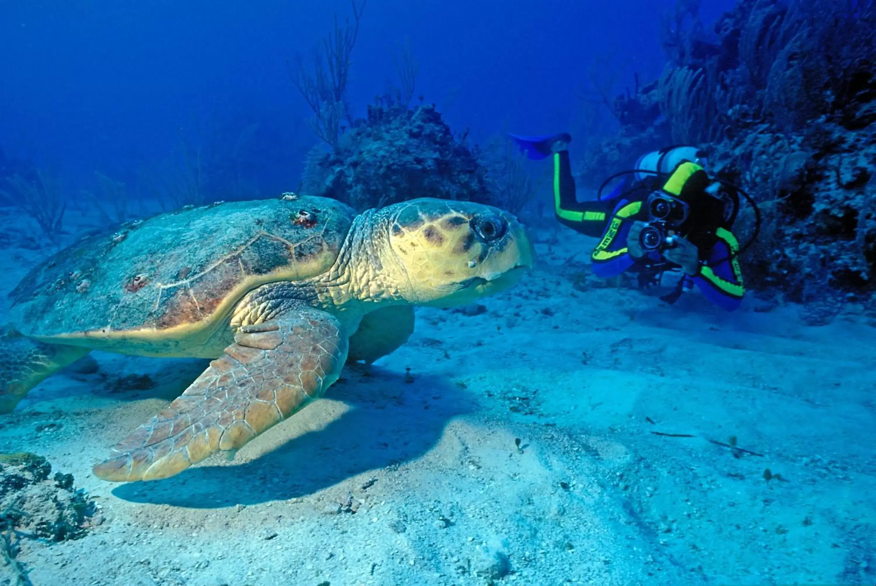 Diving, Other Animals in Anse Chastanet Resort