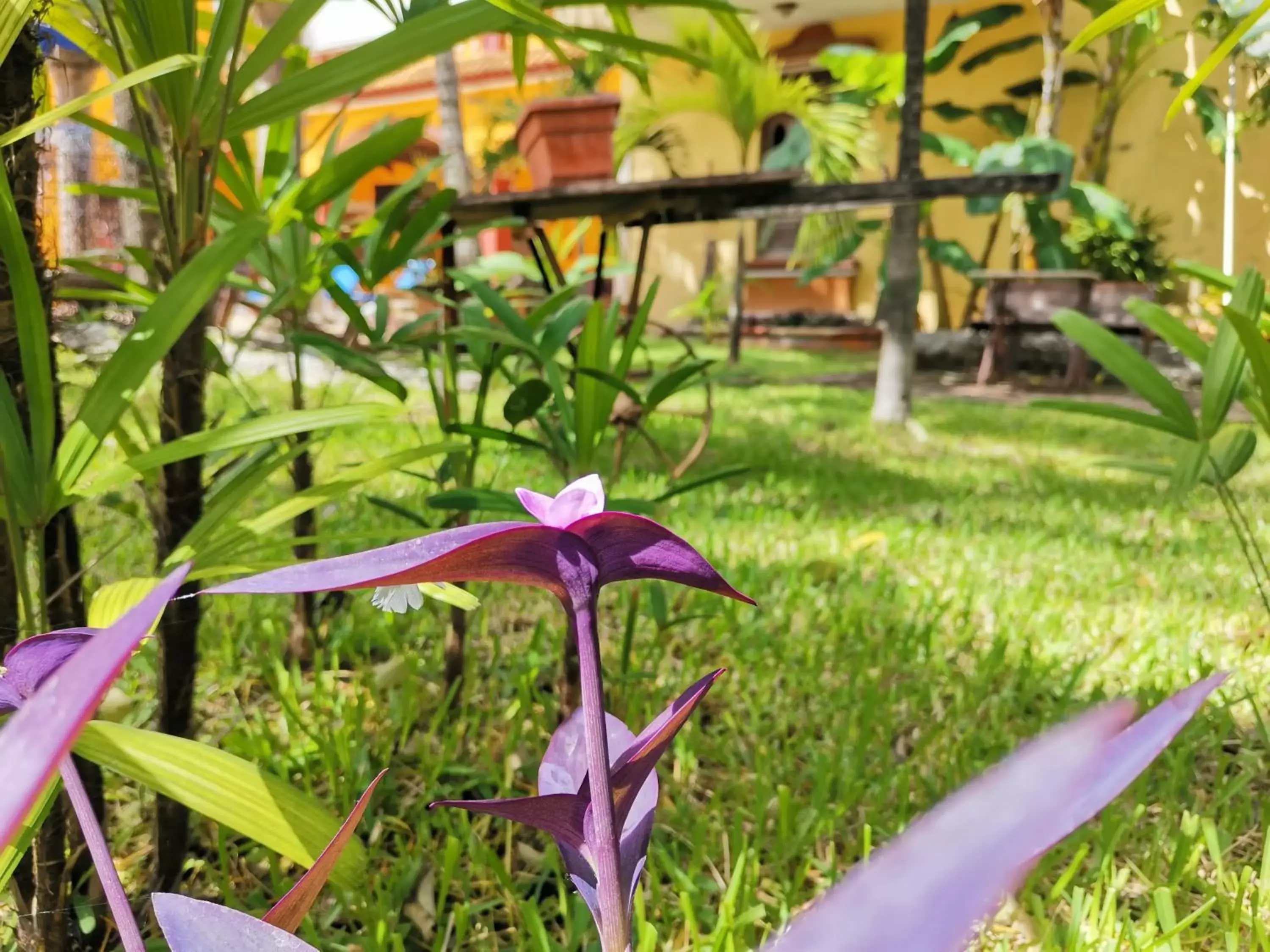 Garden in Hacienda Valentina