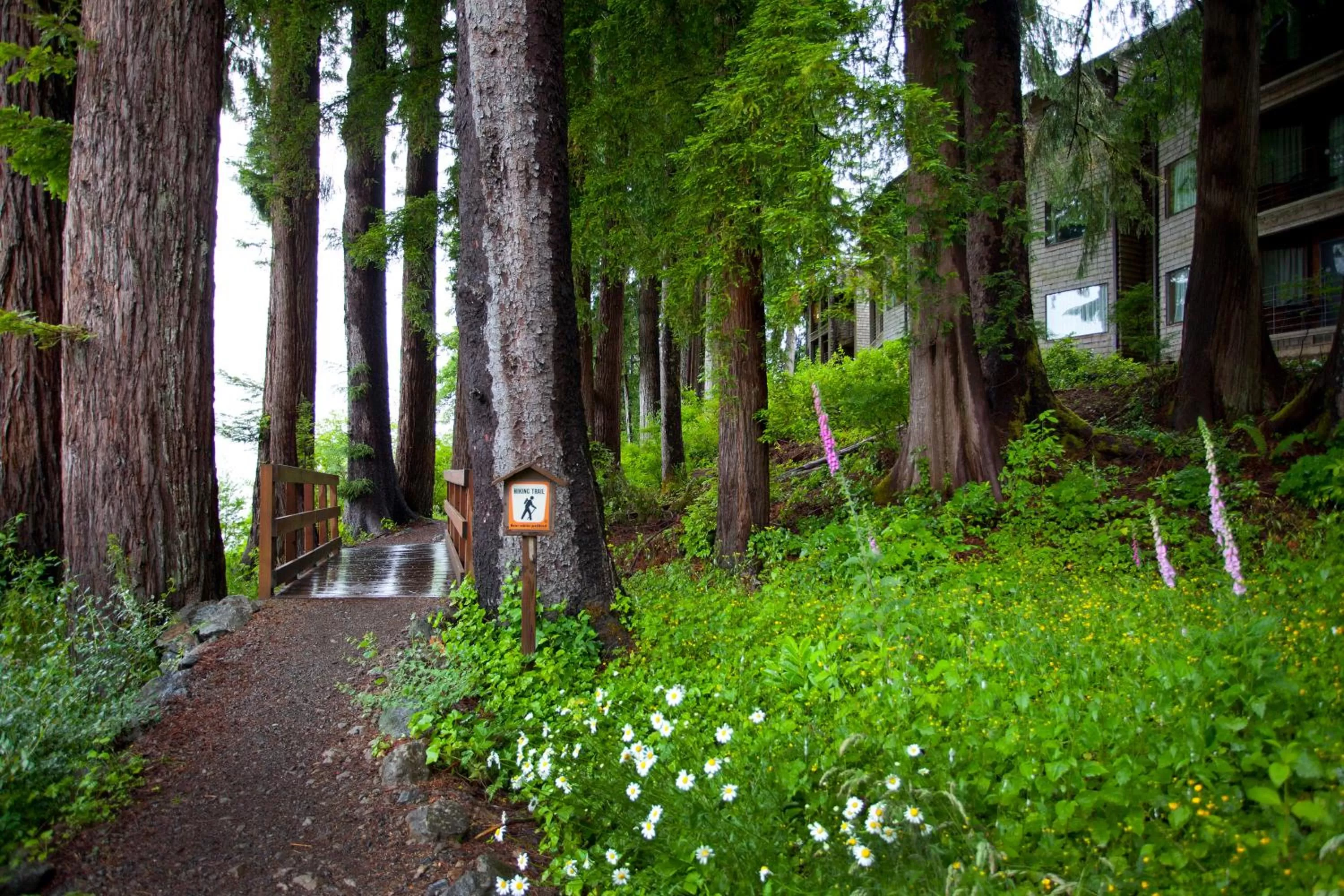 Hiking in Lake Quinault Lodge
