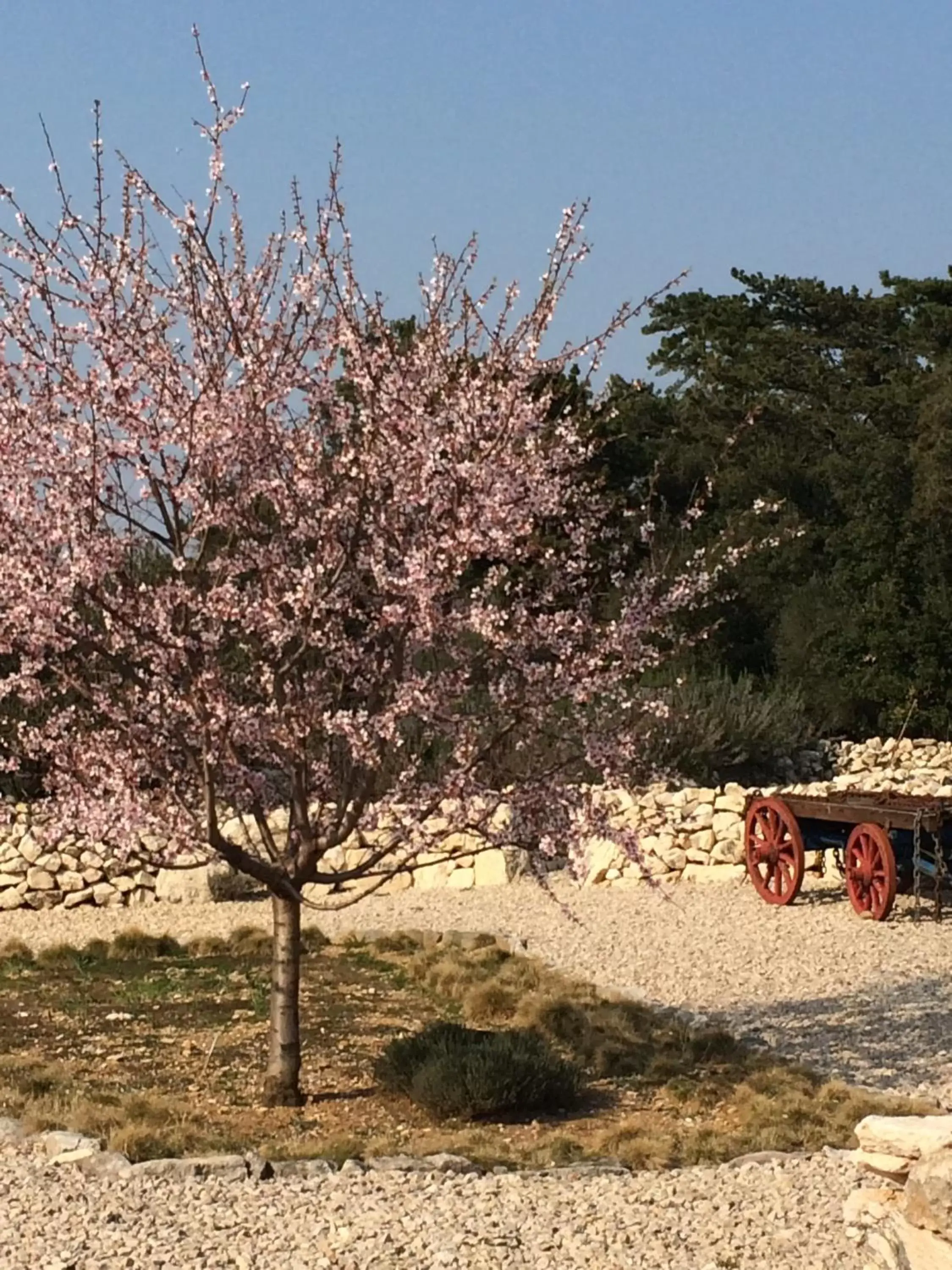 Garden in Hotel Kanajt