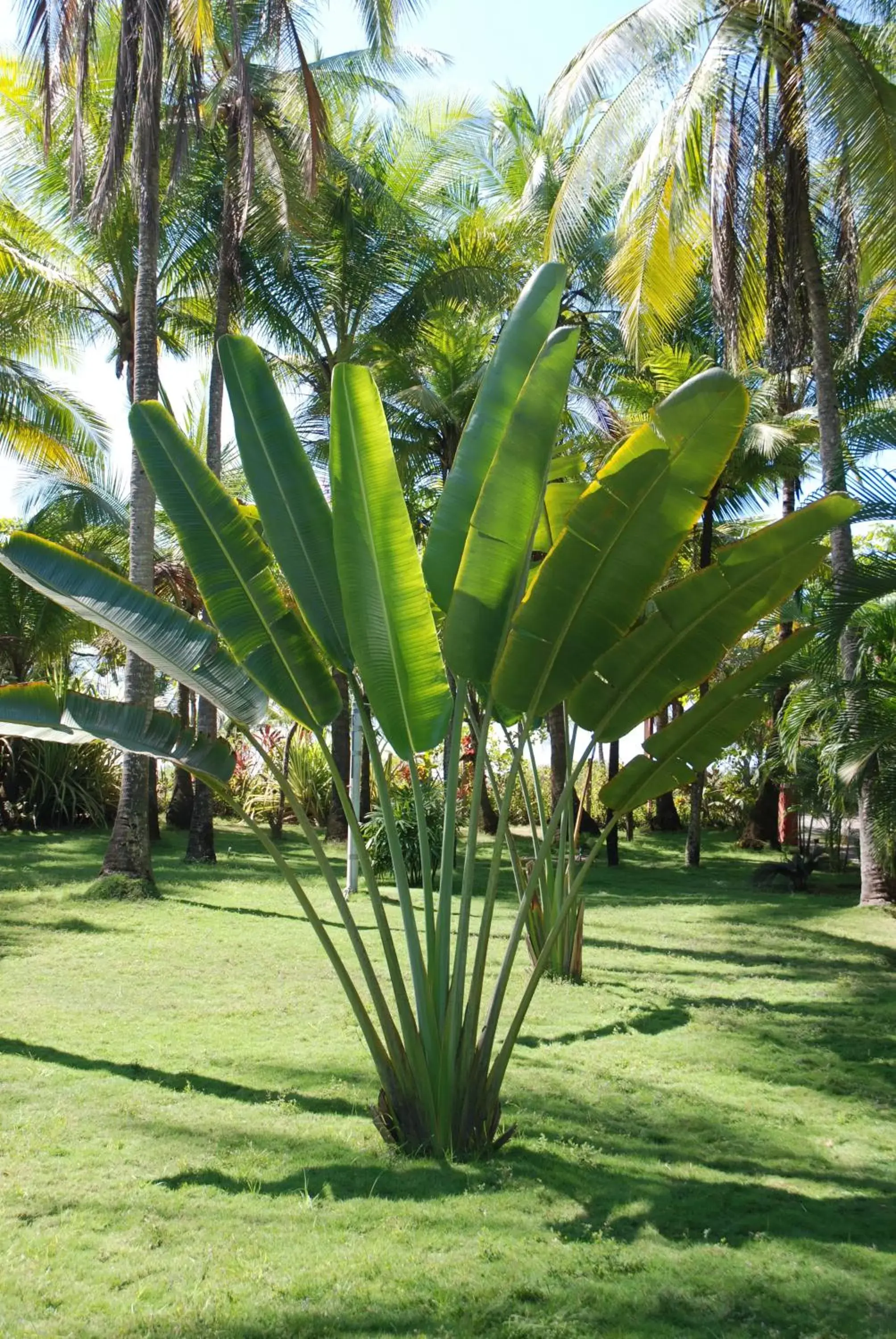 Garden in Beso del Viento (Adults Only)