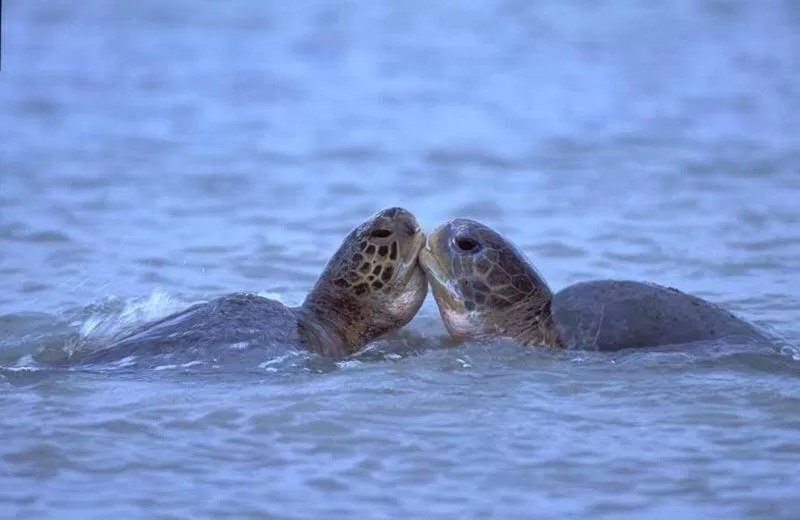 Baraka Aquarium Bungalows