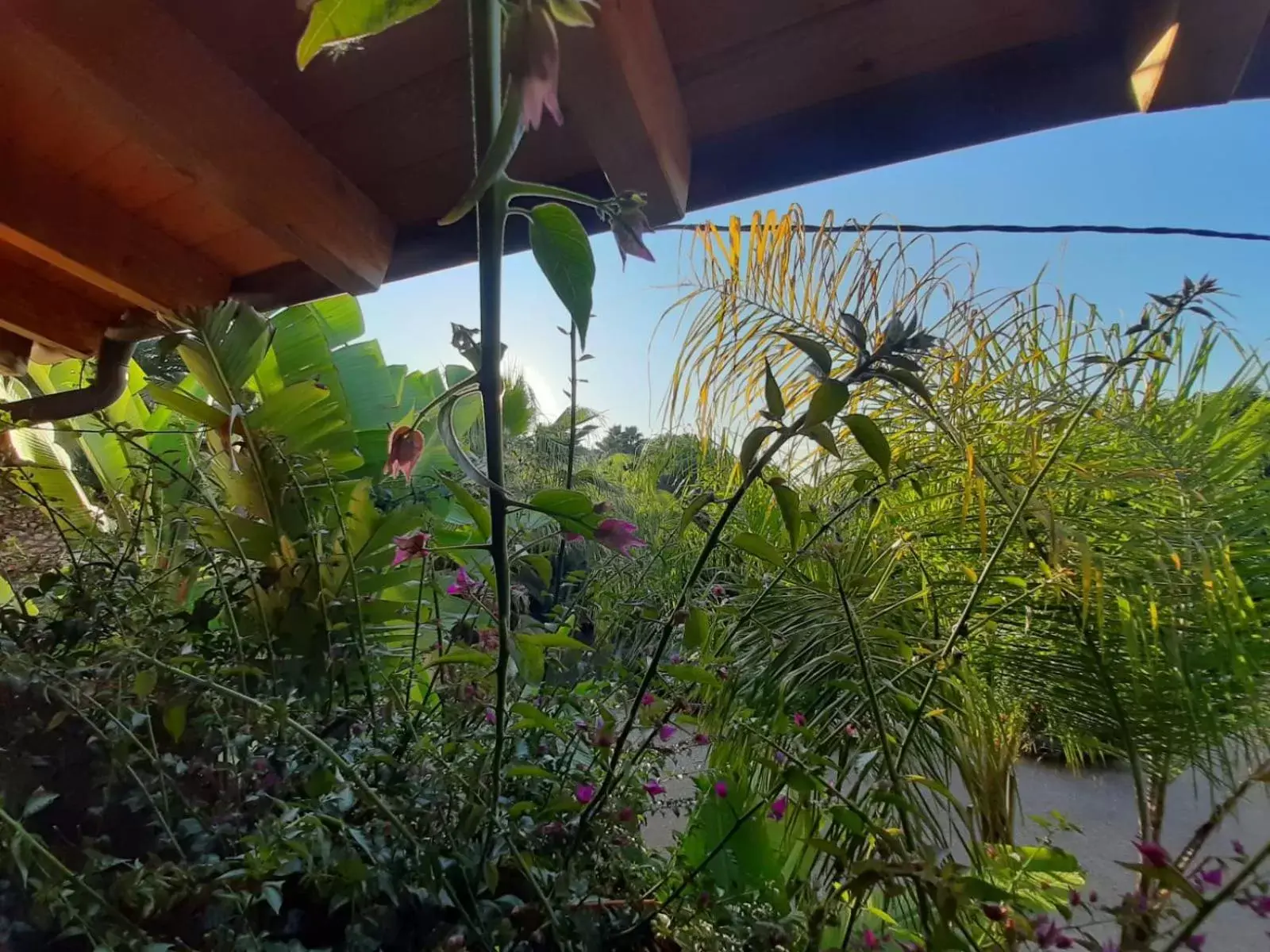 Garden view in Hotel Tancat de Codorniu